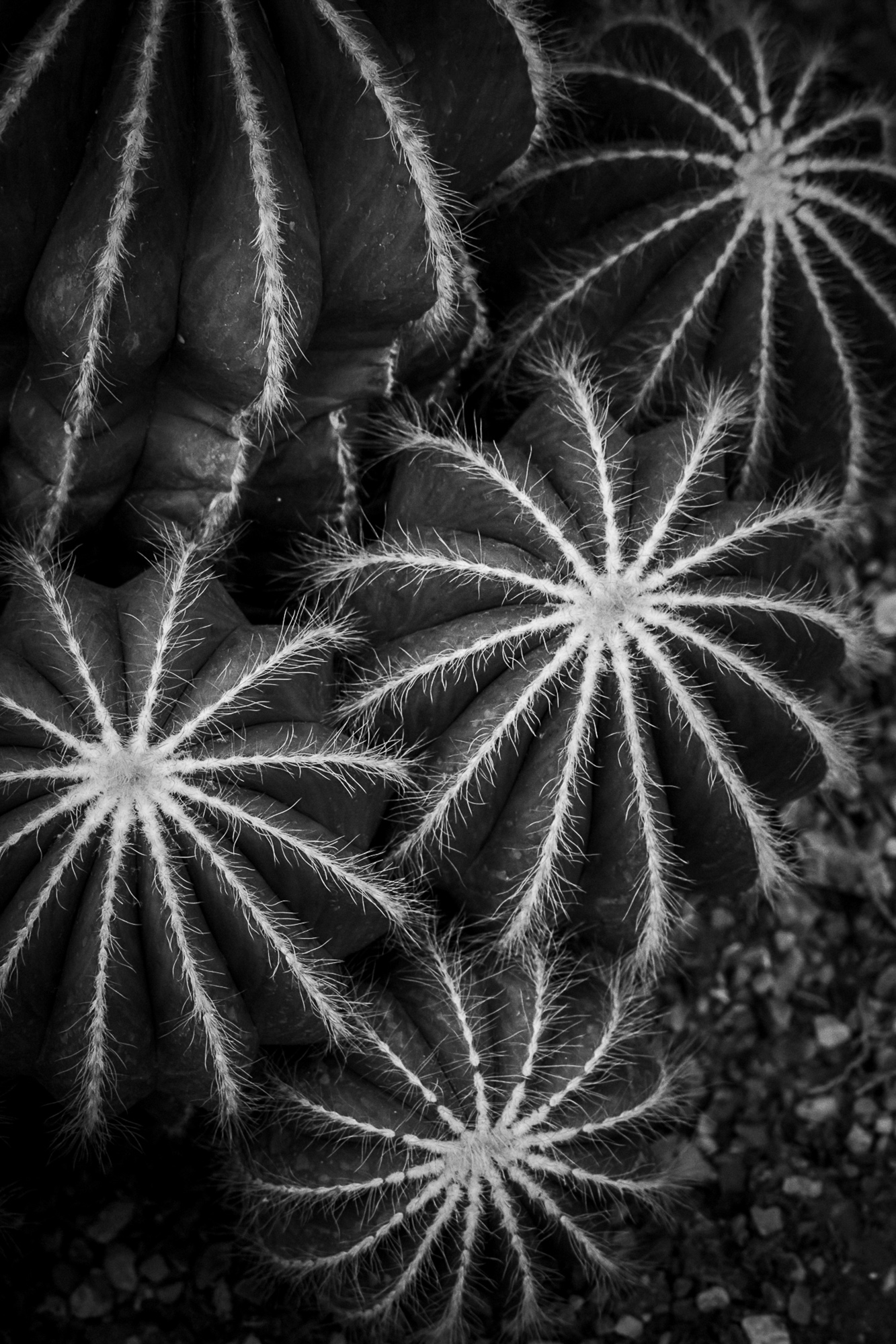 Prickly Monotones