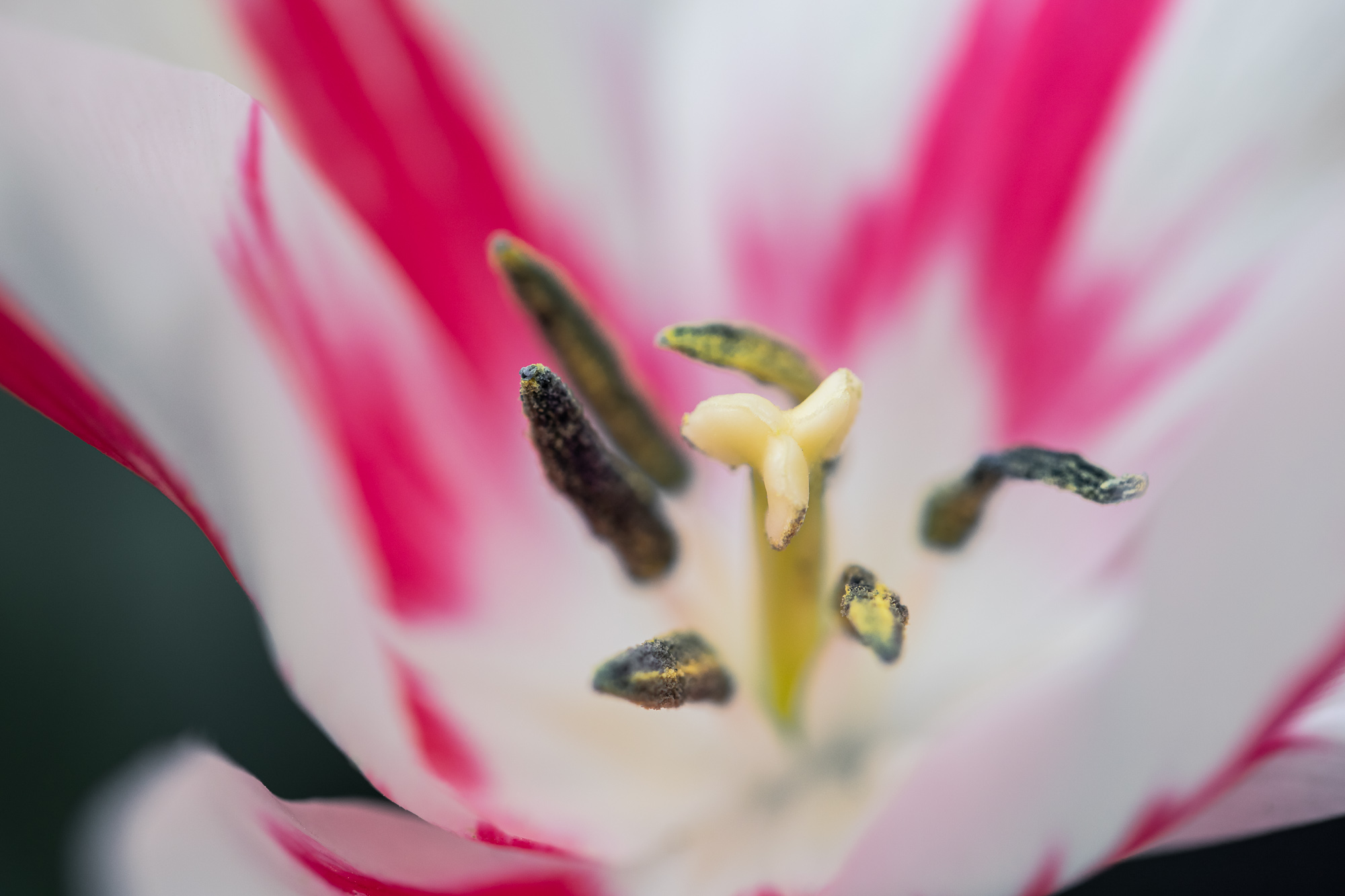 Petal Vortex