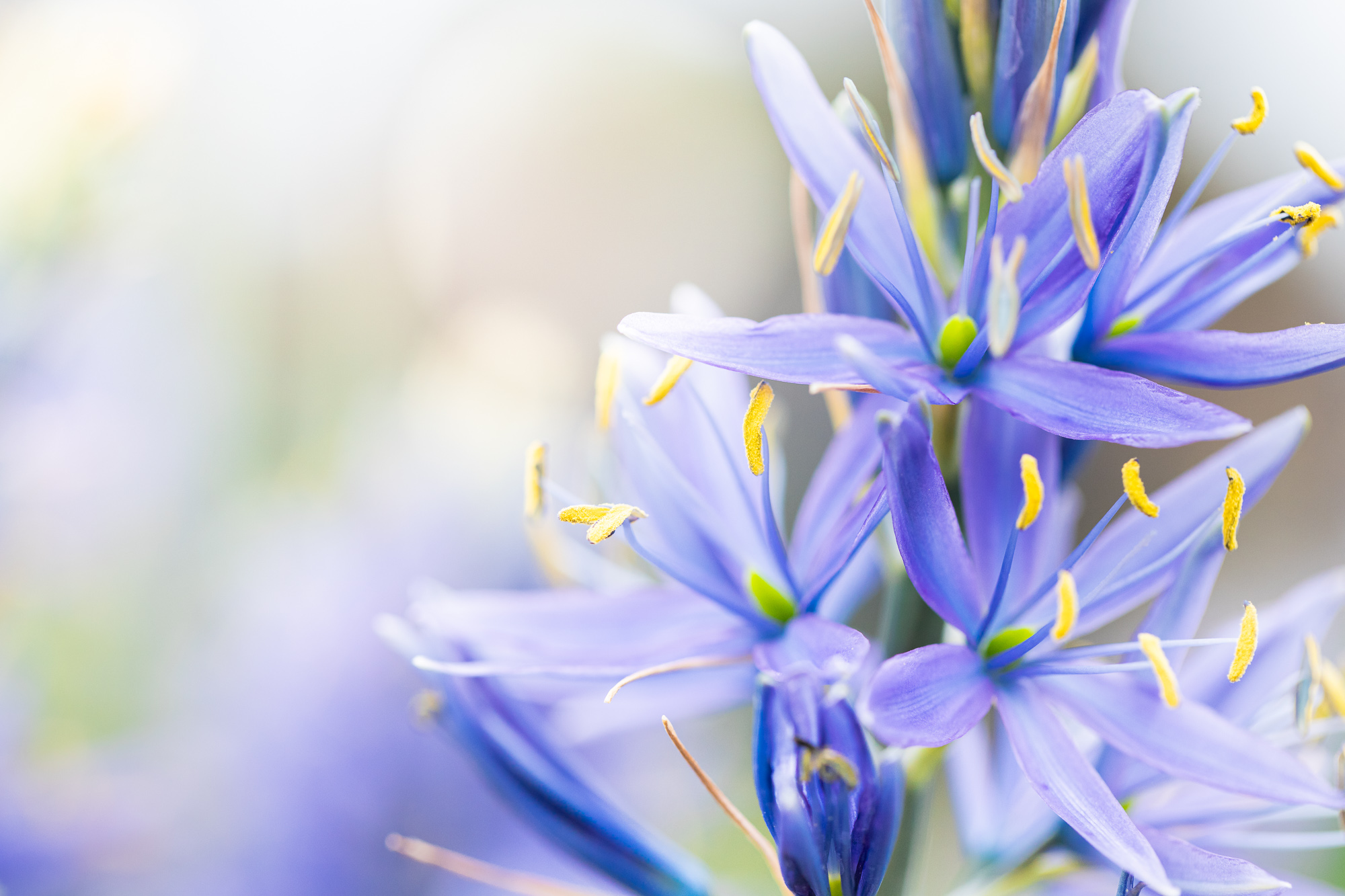 Lumenflora