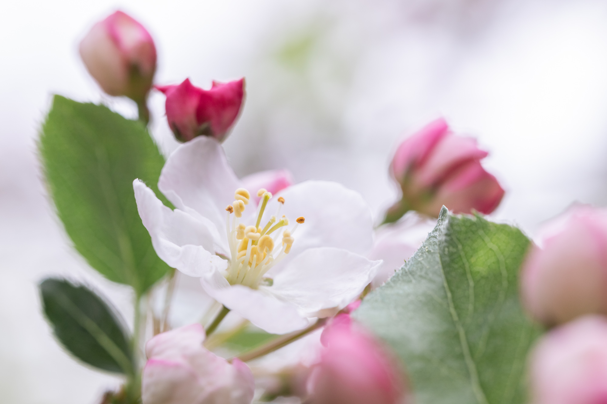 Essence Of Spring