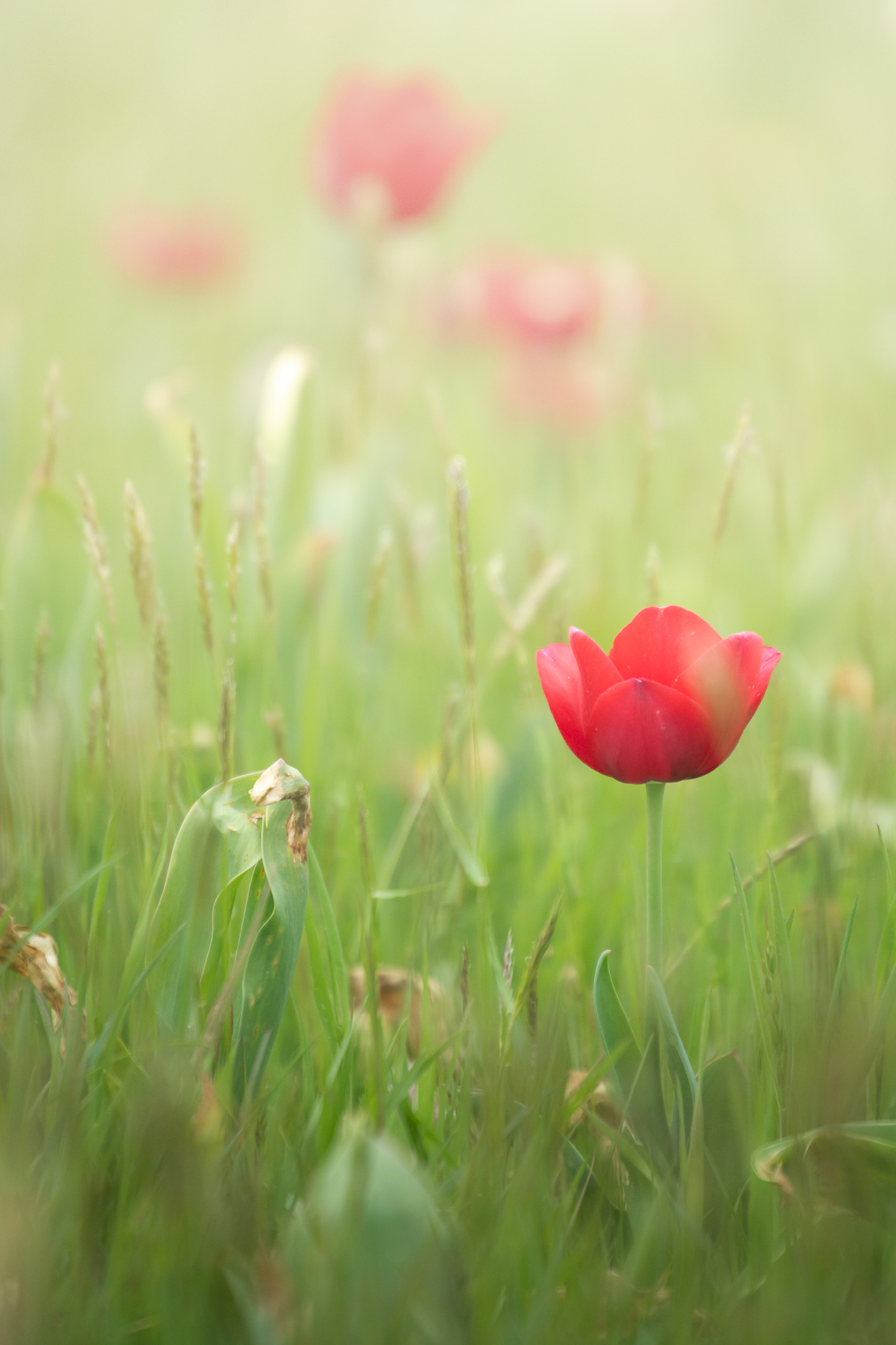 Pause In Nature's Breath