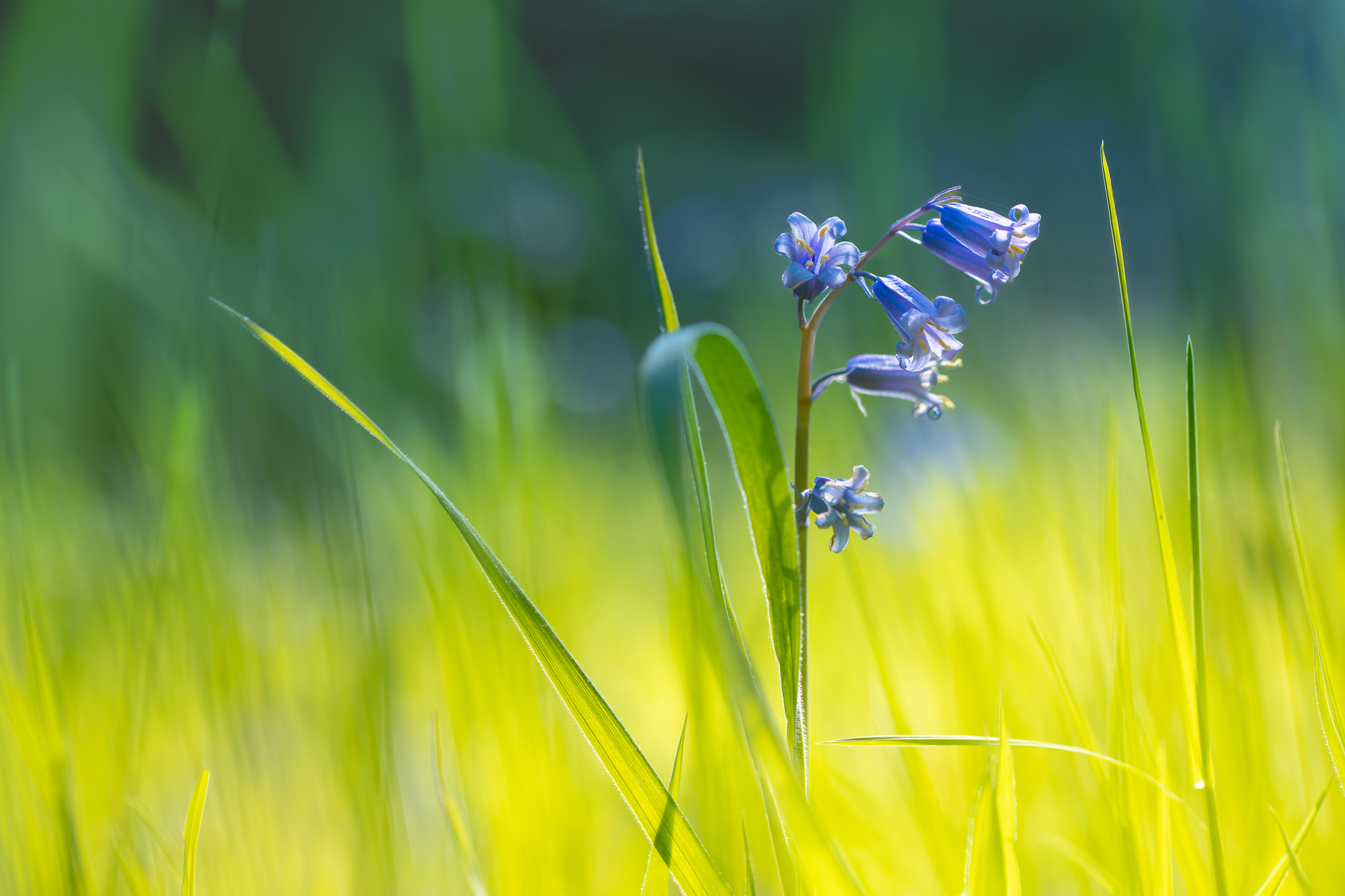 Linger, Little Bloom