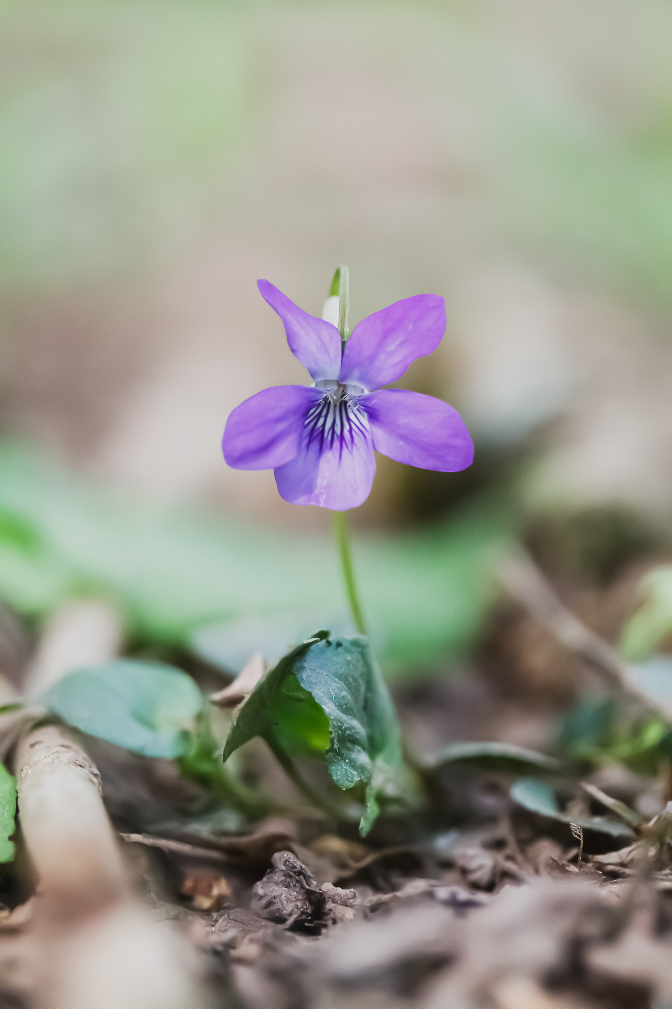 Dialogue Of The Woodland Stars