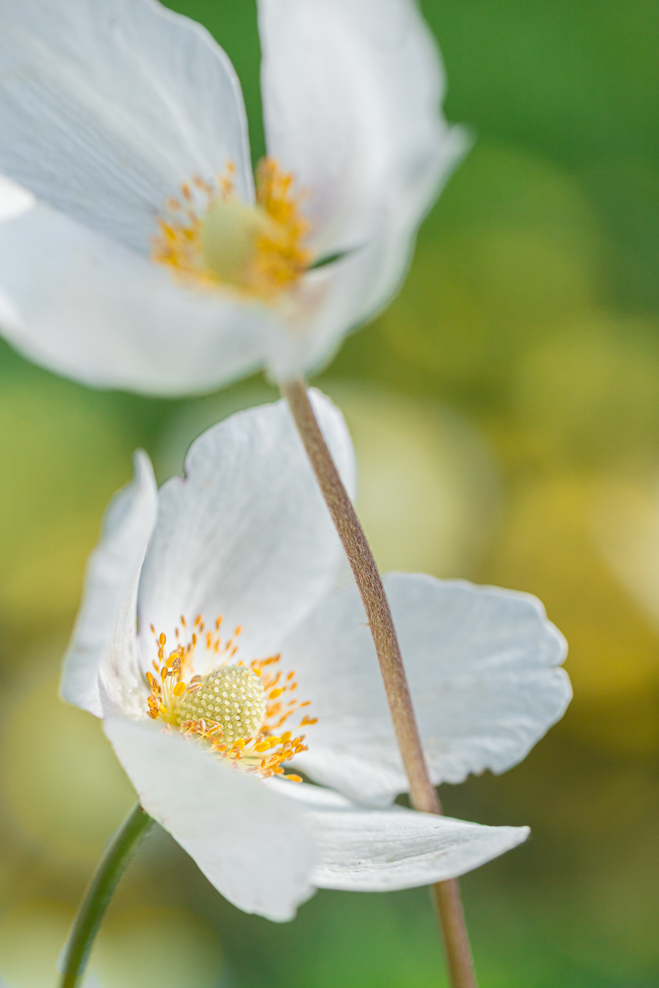 White Noise In Bloom