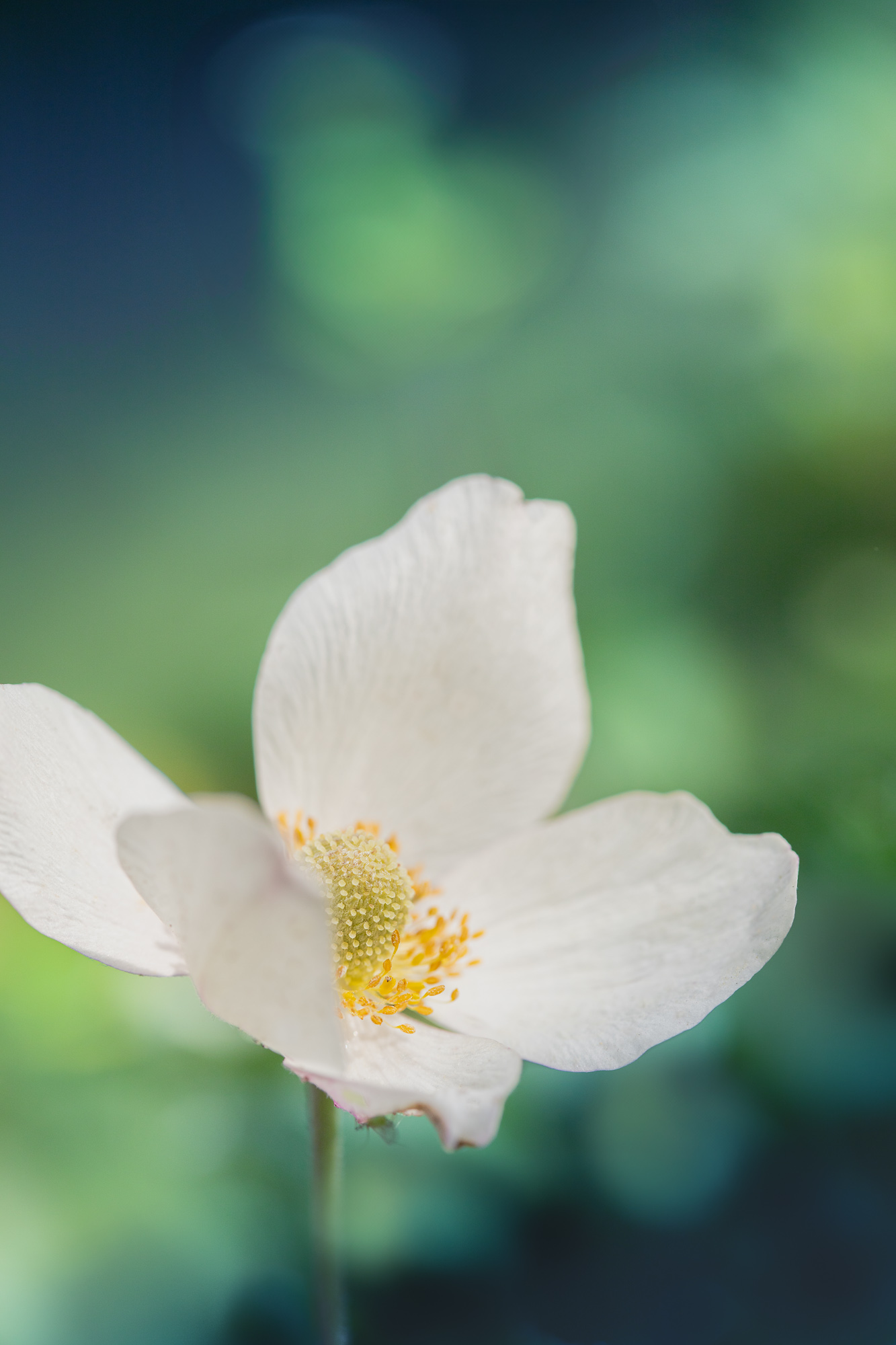 Solstice Blossom