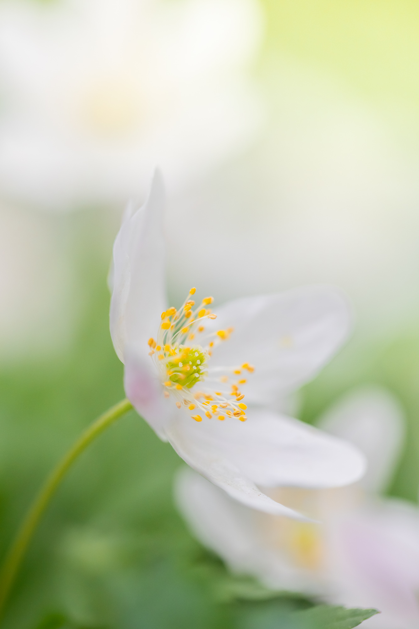 Veil Of The Springseer