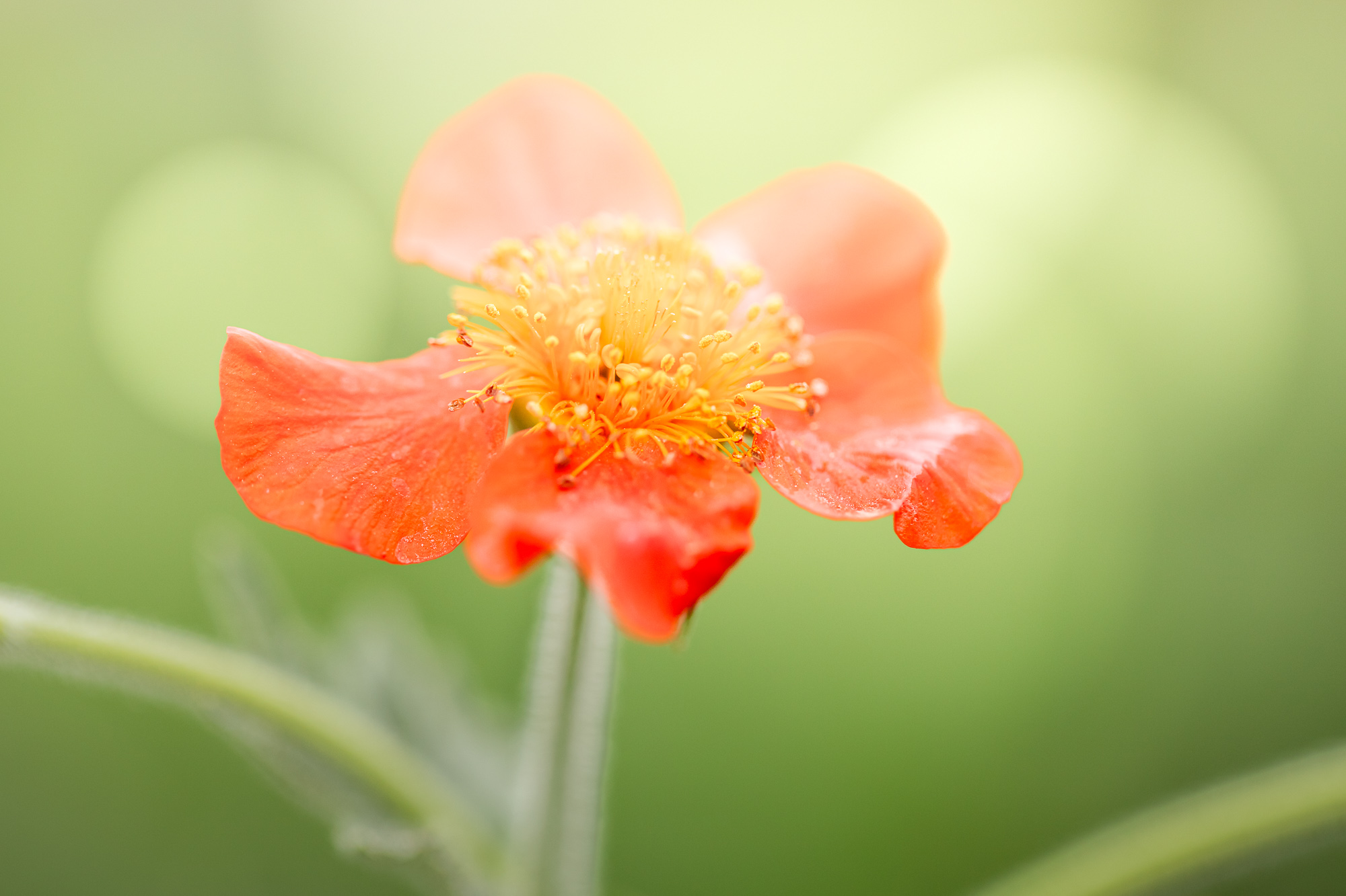 Rooted Radiance