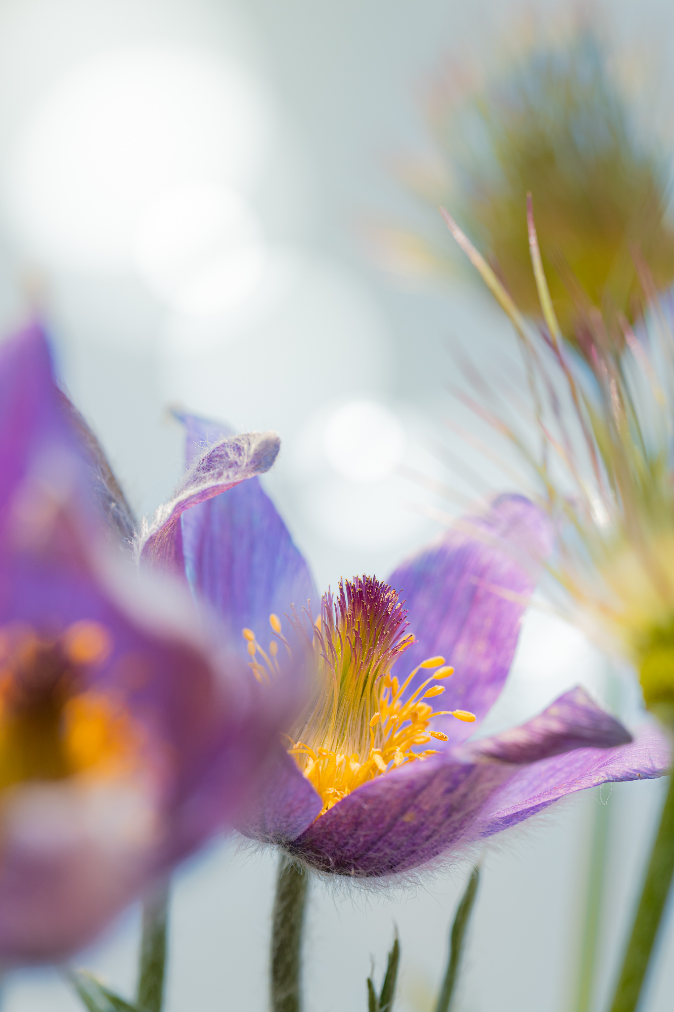 Silent Benediction