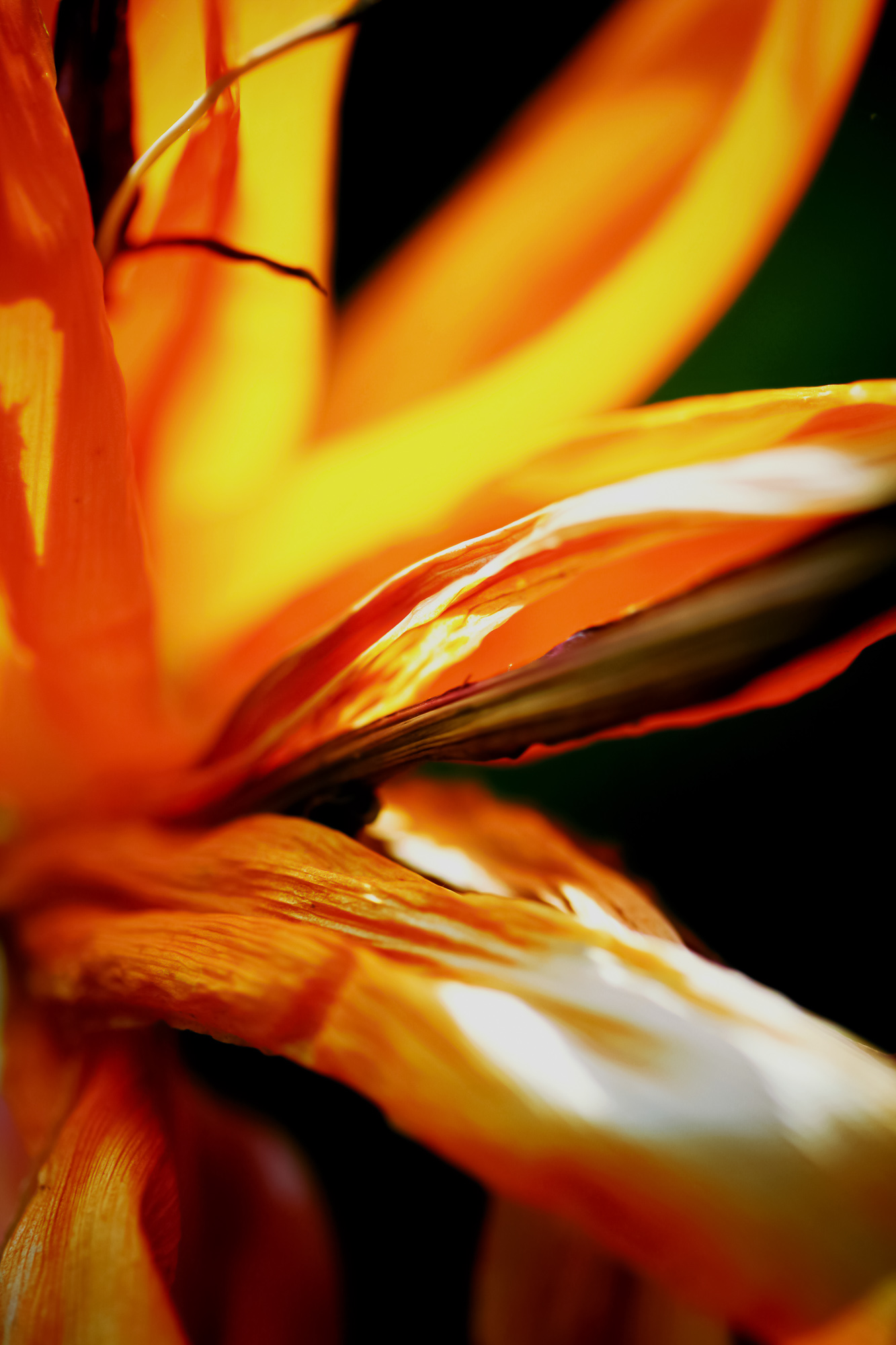 Sunlit Laughter 