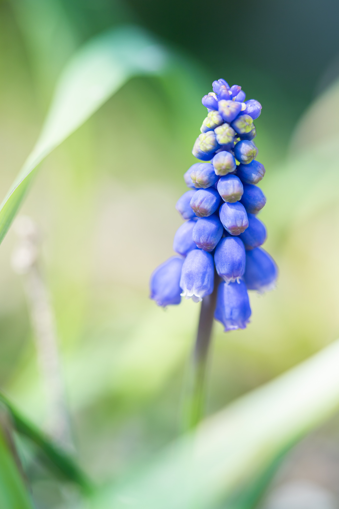 Cobalt Chant
