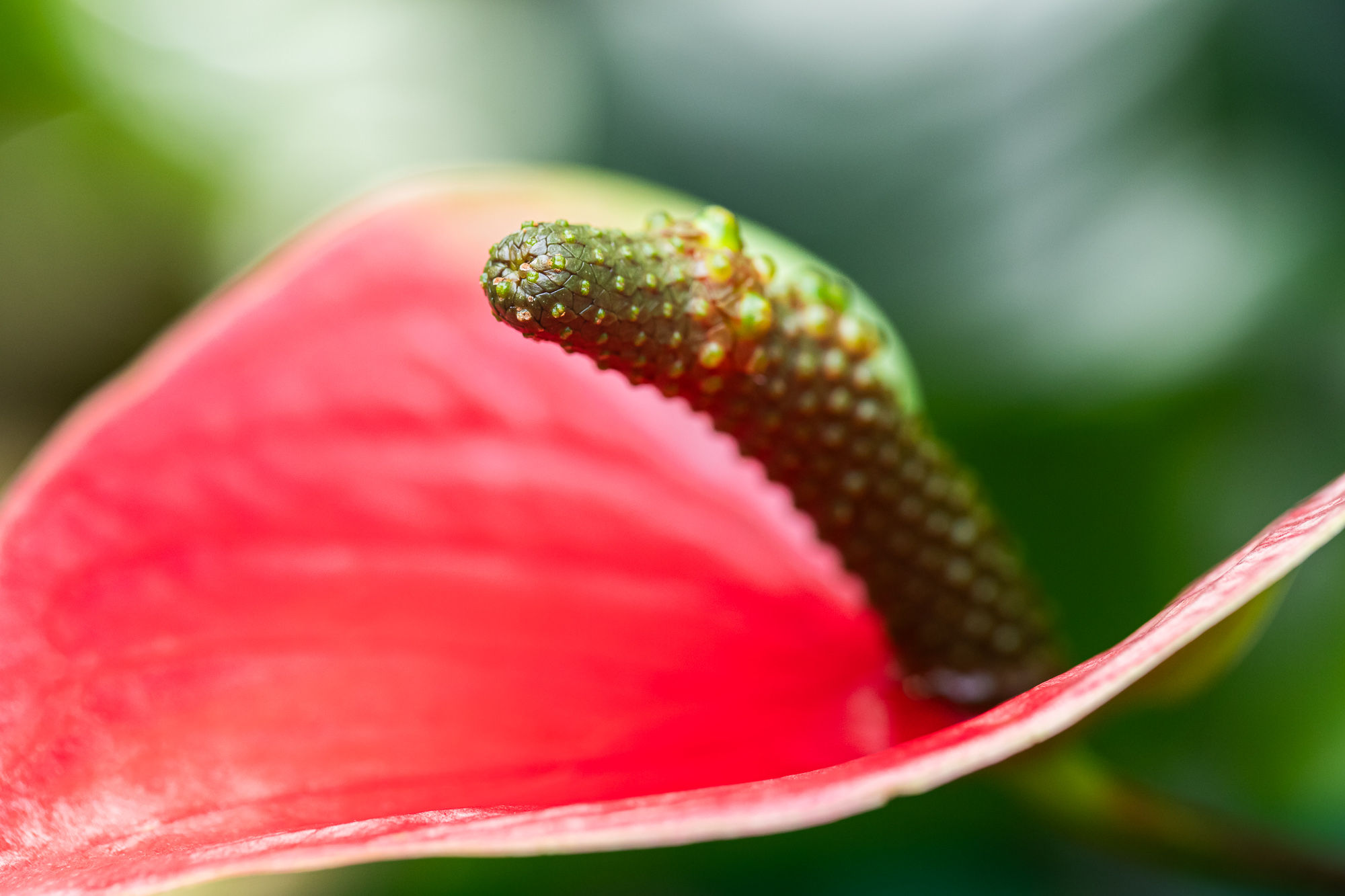 MonoPetal