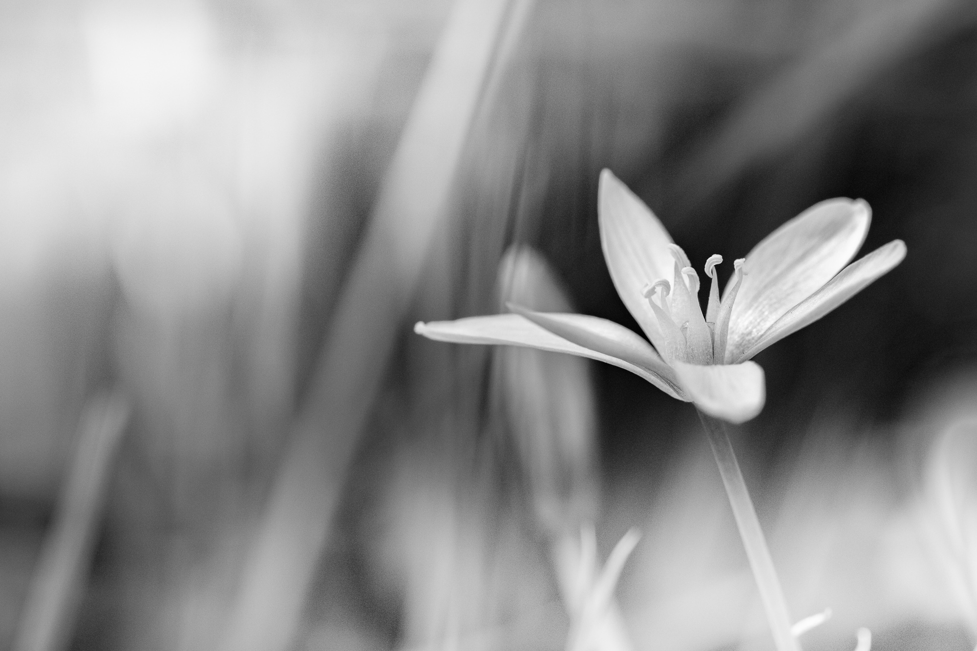 I Held On, Even After Colour Left