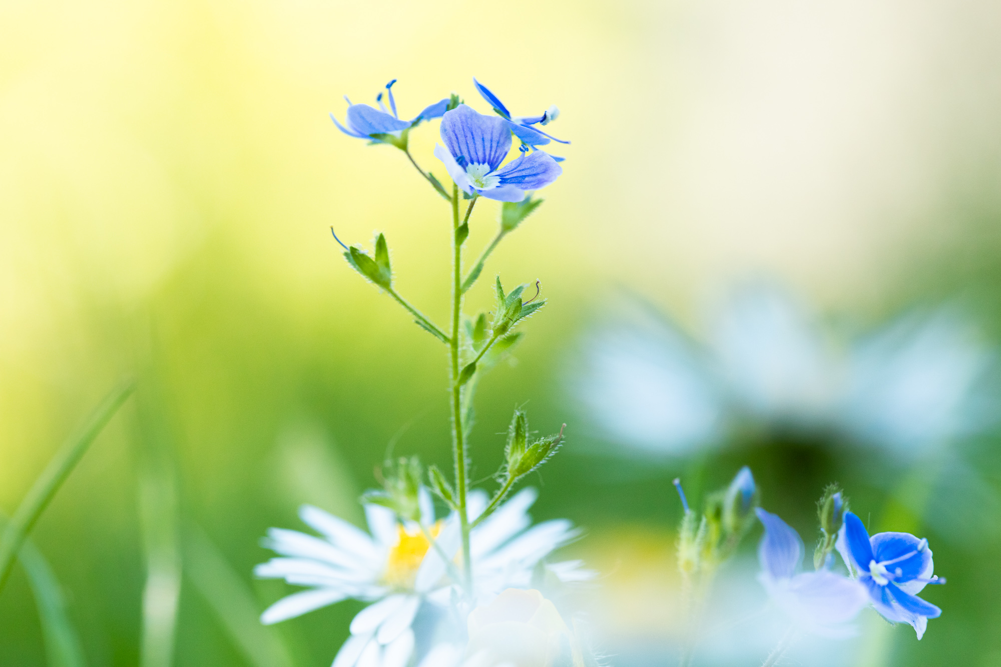 Vernal Medley