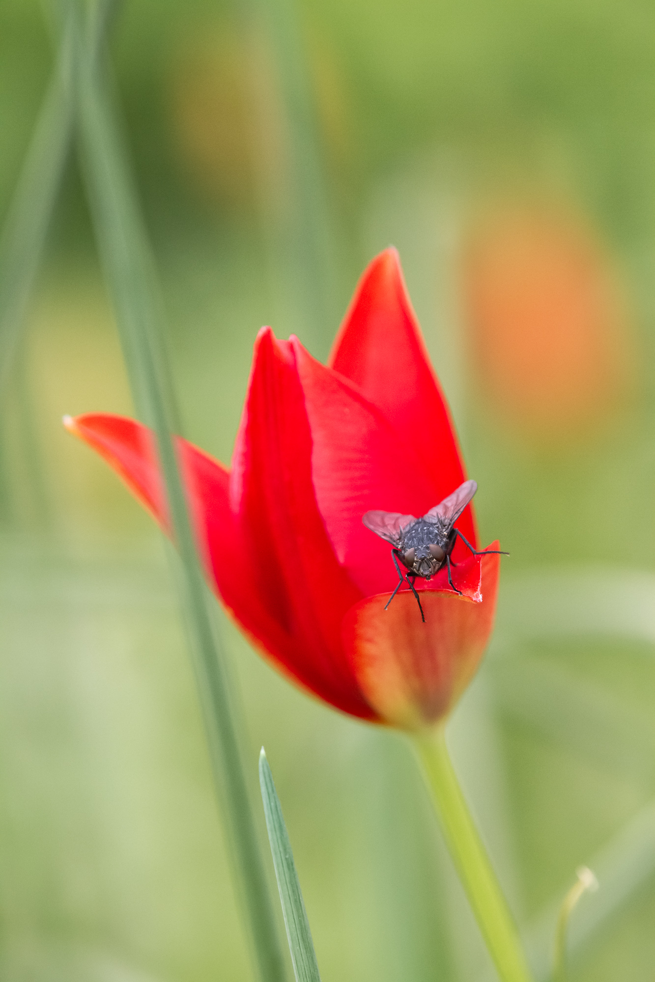 A Fly's Bloomcation