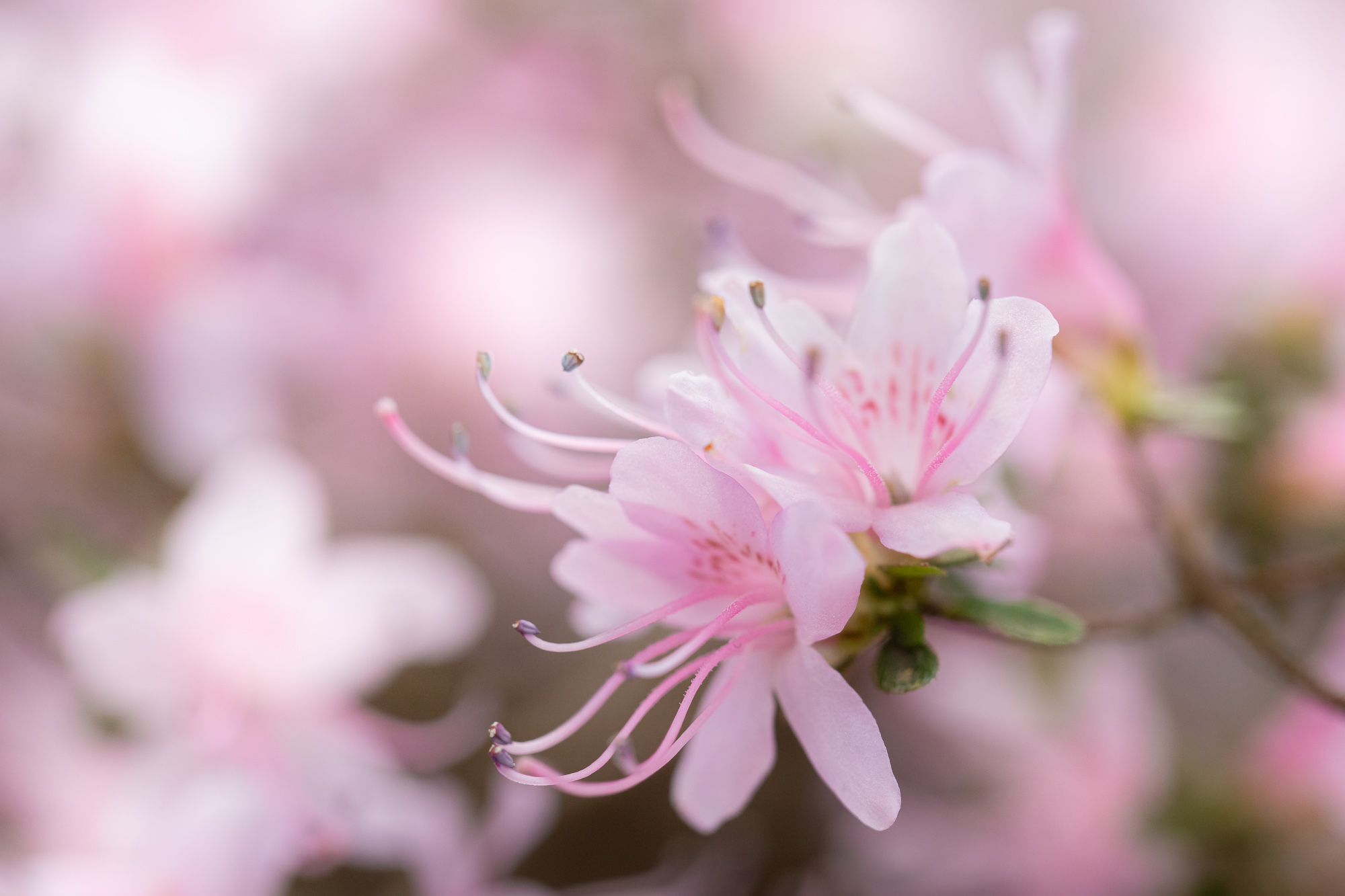 Light Teaches The Bloom