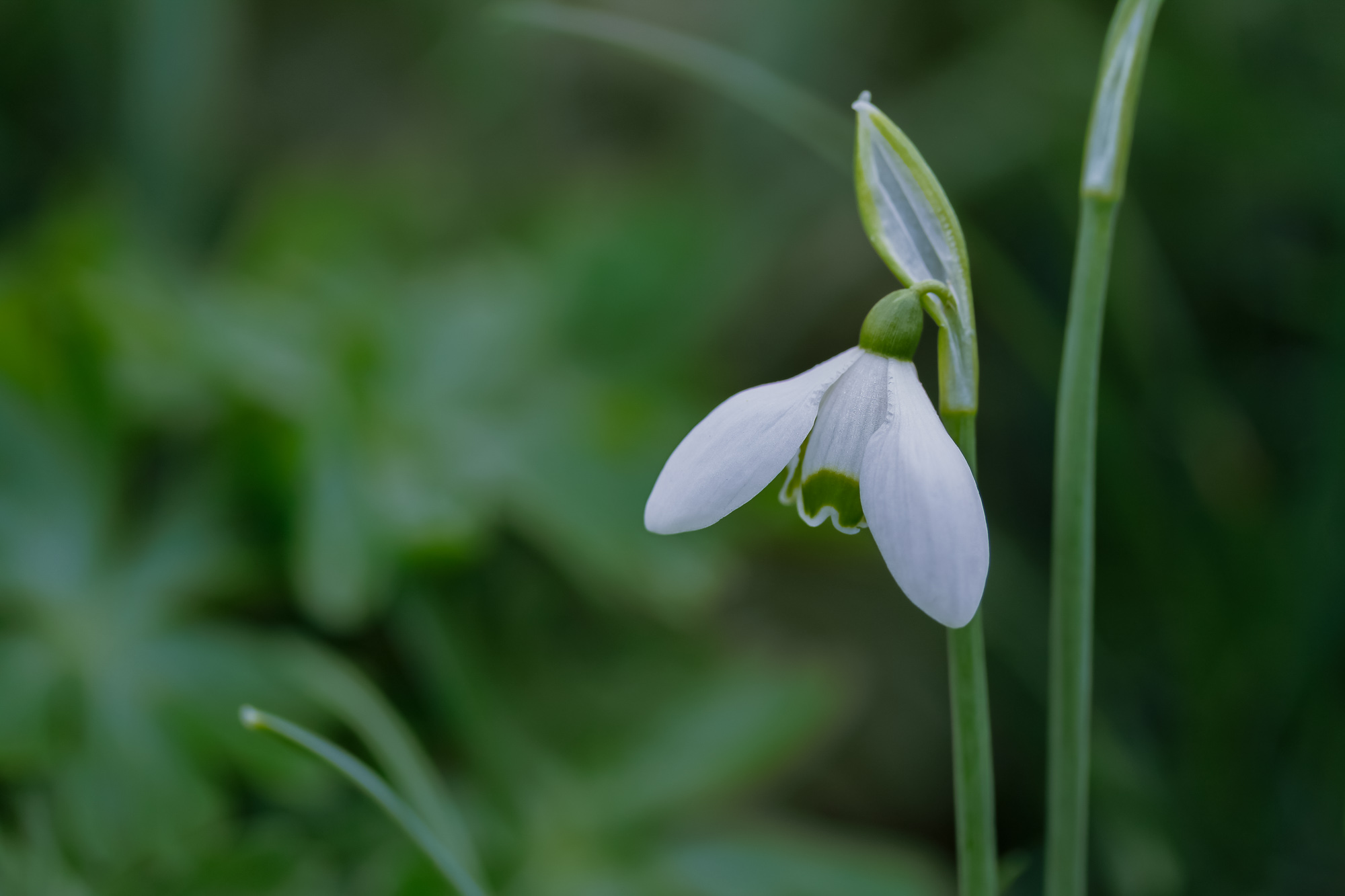 Nature's Quiet Apology