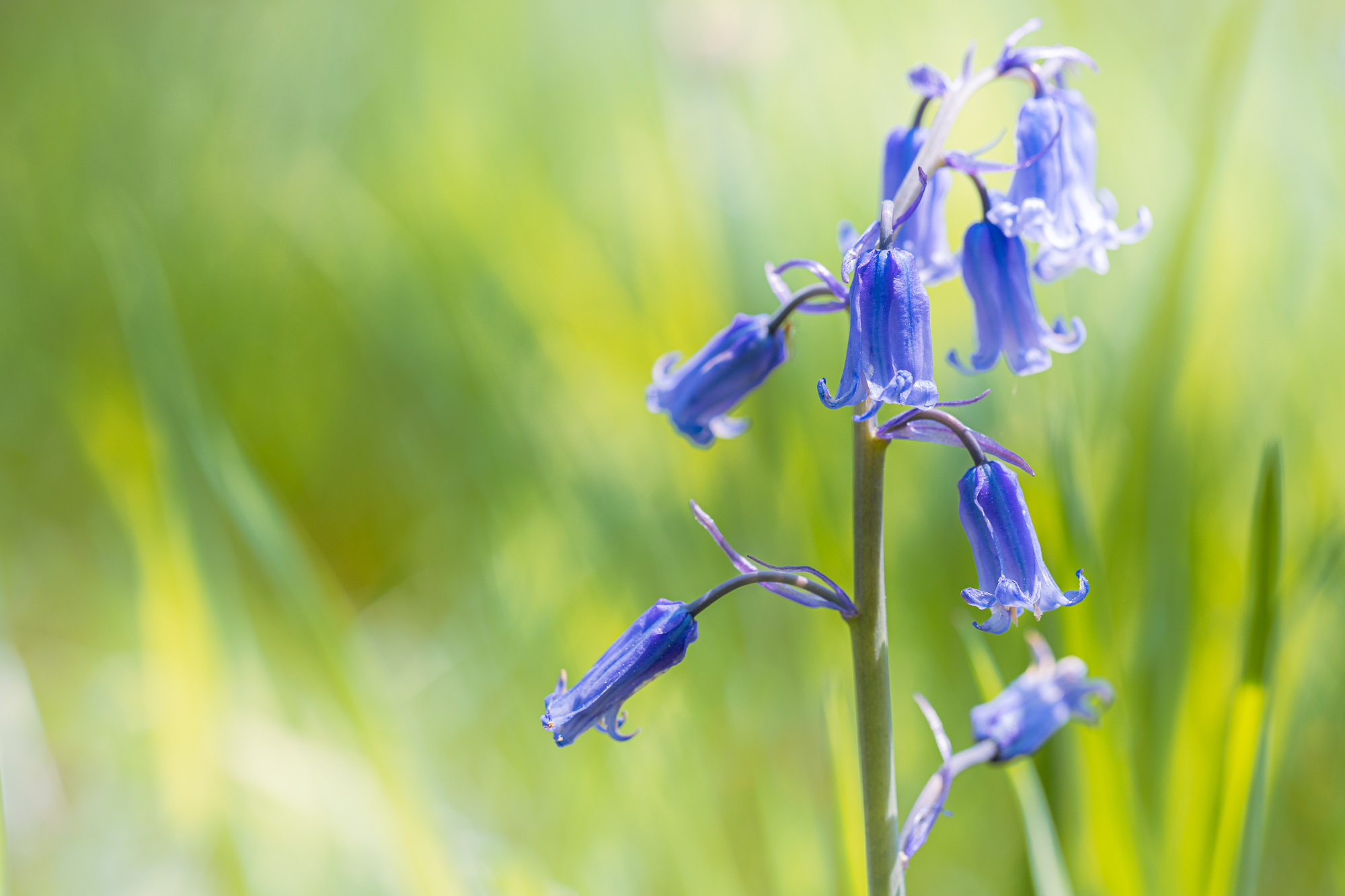 Heart Of The Meadow