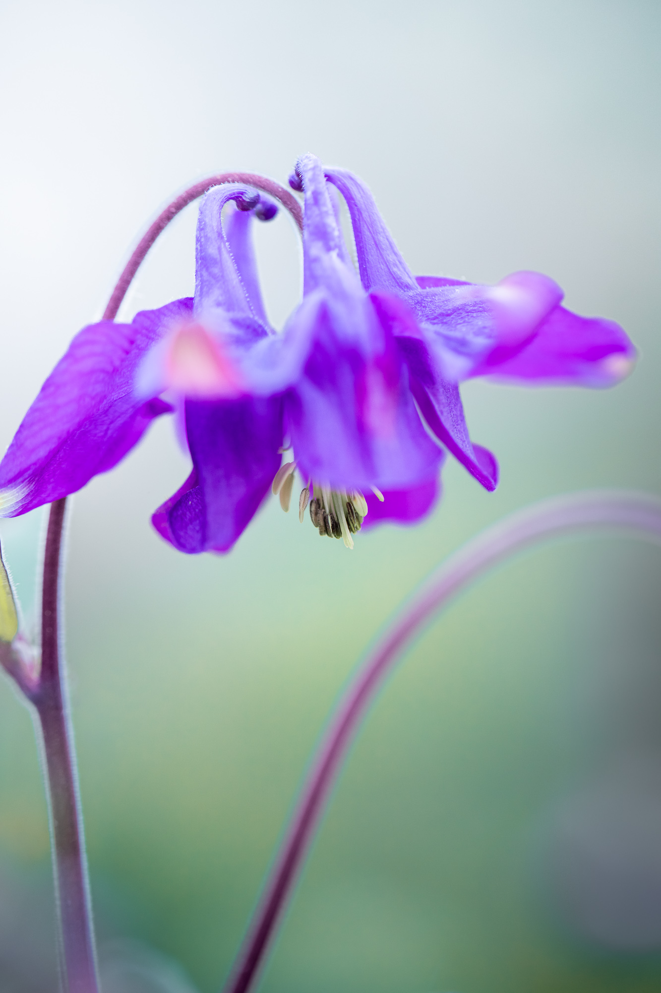 Ethereal Polyphony