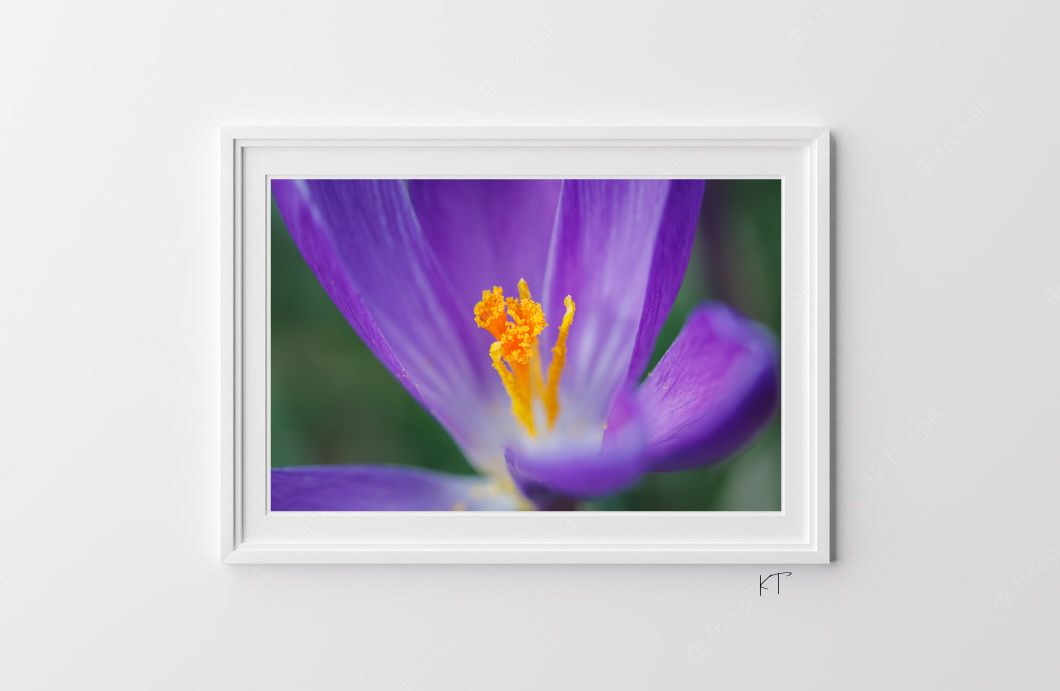 Saffron Murmurtation