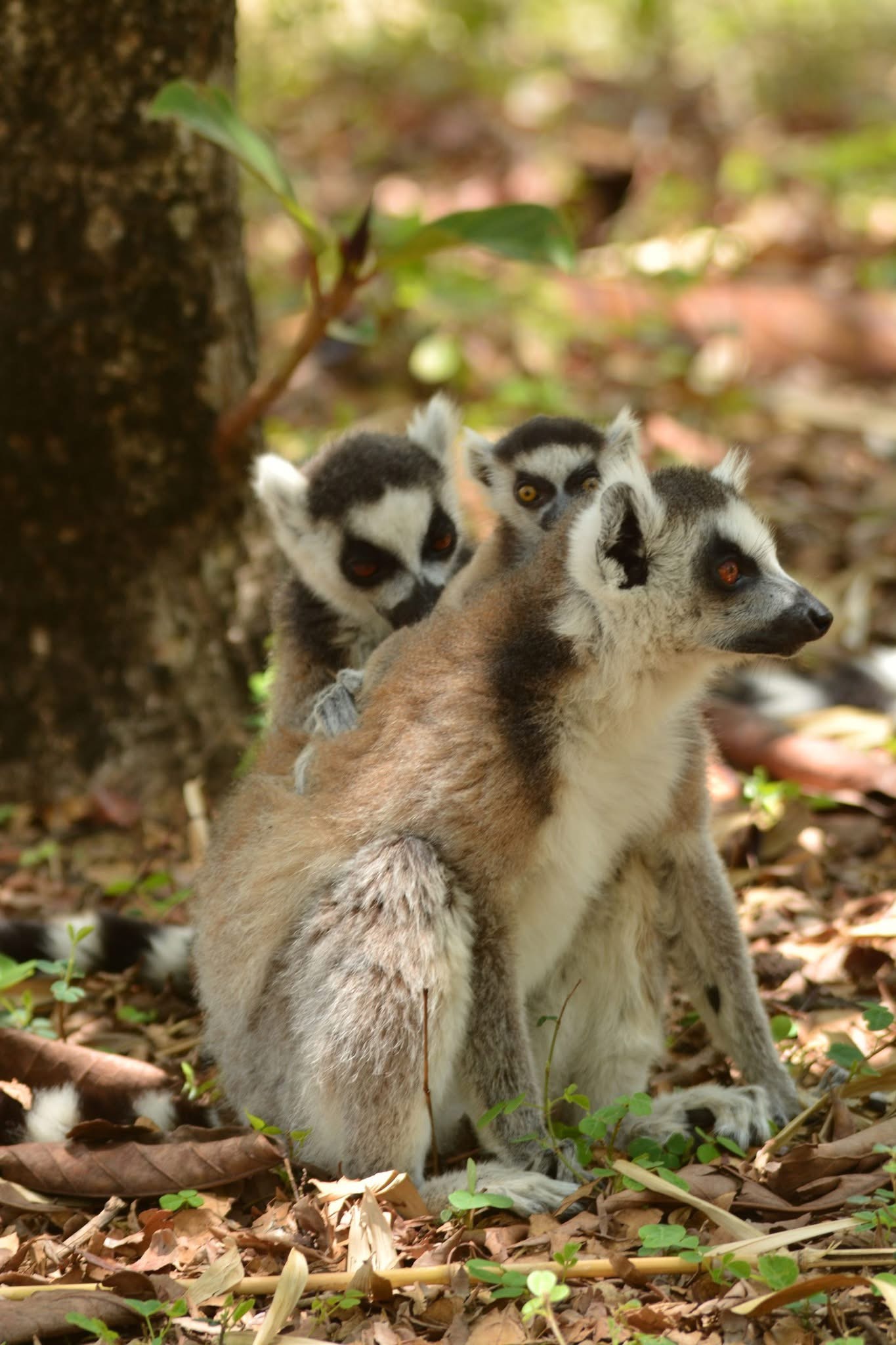 CIRCUIT OUEST TSINGY & BAOBABS / 7 JOURS