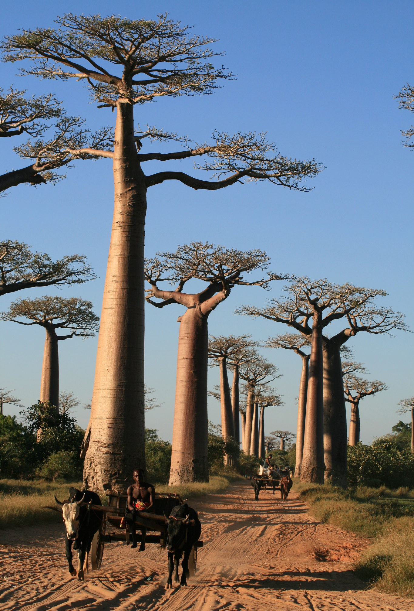 CIRCUIT OUEST TSINGY & BAOBABS / 7 JOURS