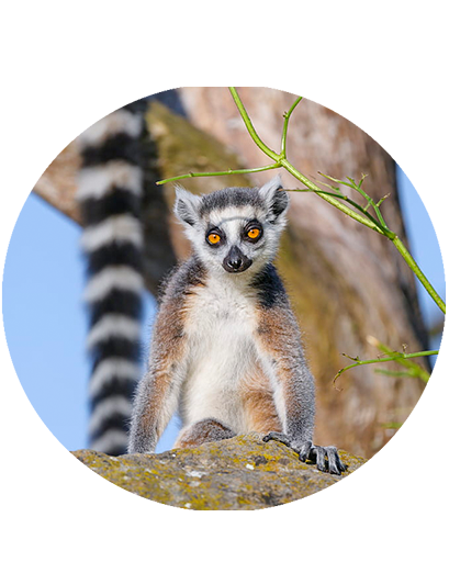 CIRCUIT NORD DIEGO NOSY BE / 10 JOURS