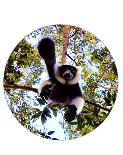 ANDASIBE Nature & découverte / 3 JOURS