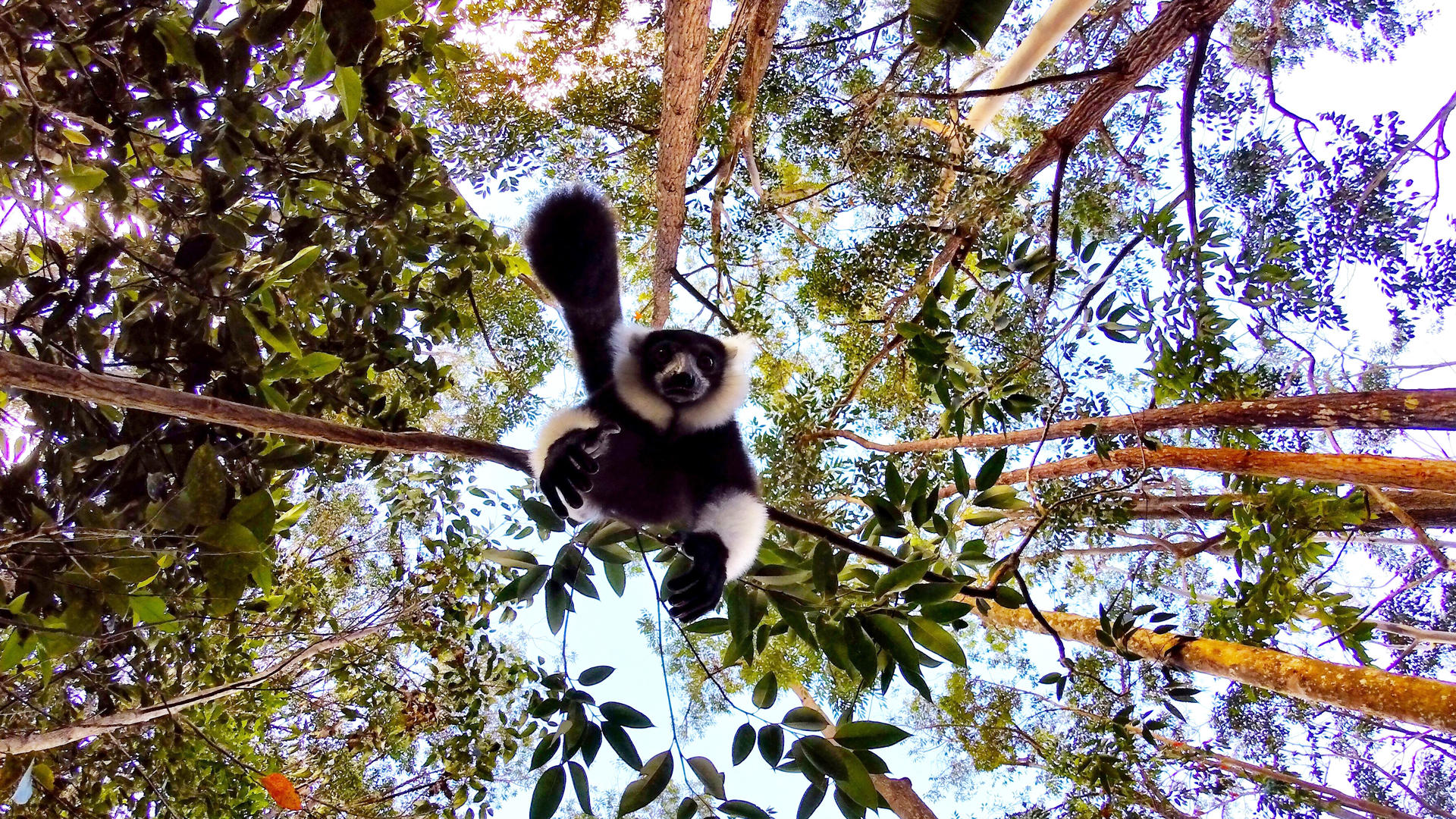ANDASIBE Nature & découverte / 3 JOURS