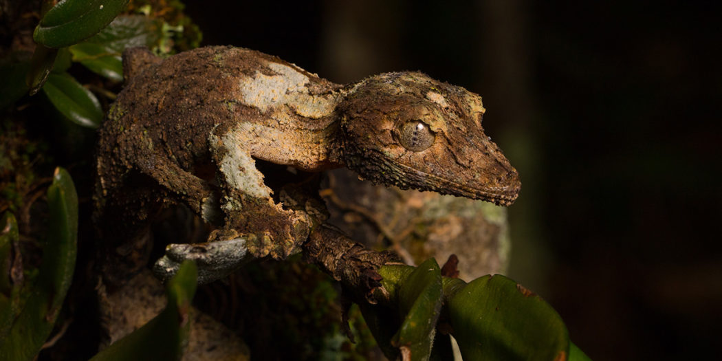 ANDASIBE Nature & découverte / 3 JOURS