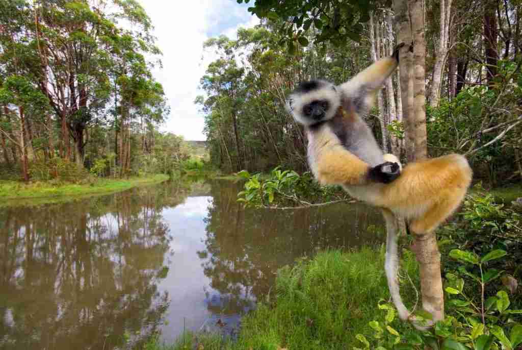 ANDASIBE Nature & découverte / 3 JOURS