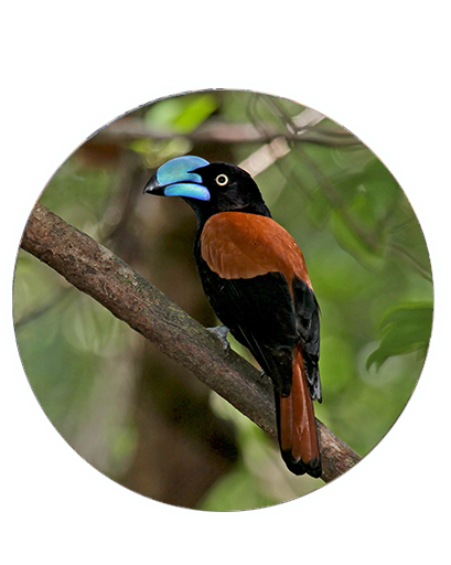 Oiseaux rares de Madagascar  / 15 JOURS