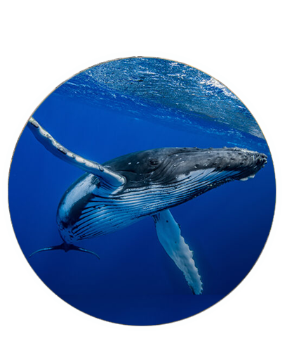 Safari Baleine Sainte-Marie / 8 JOURS 