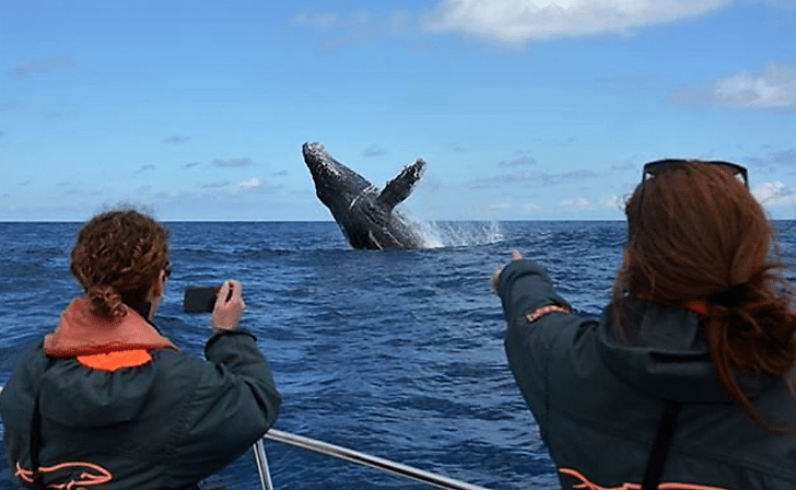 Safari Baleine Sainte-Marie / 8 JOURS 
