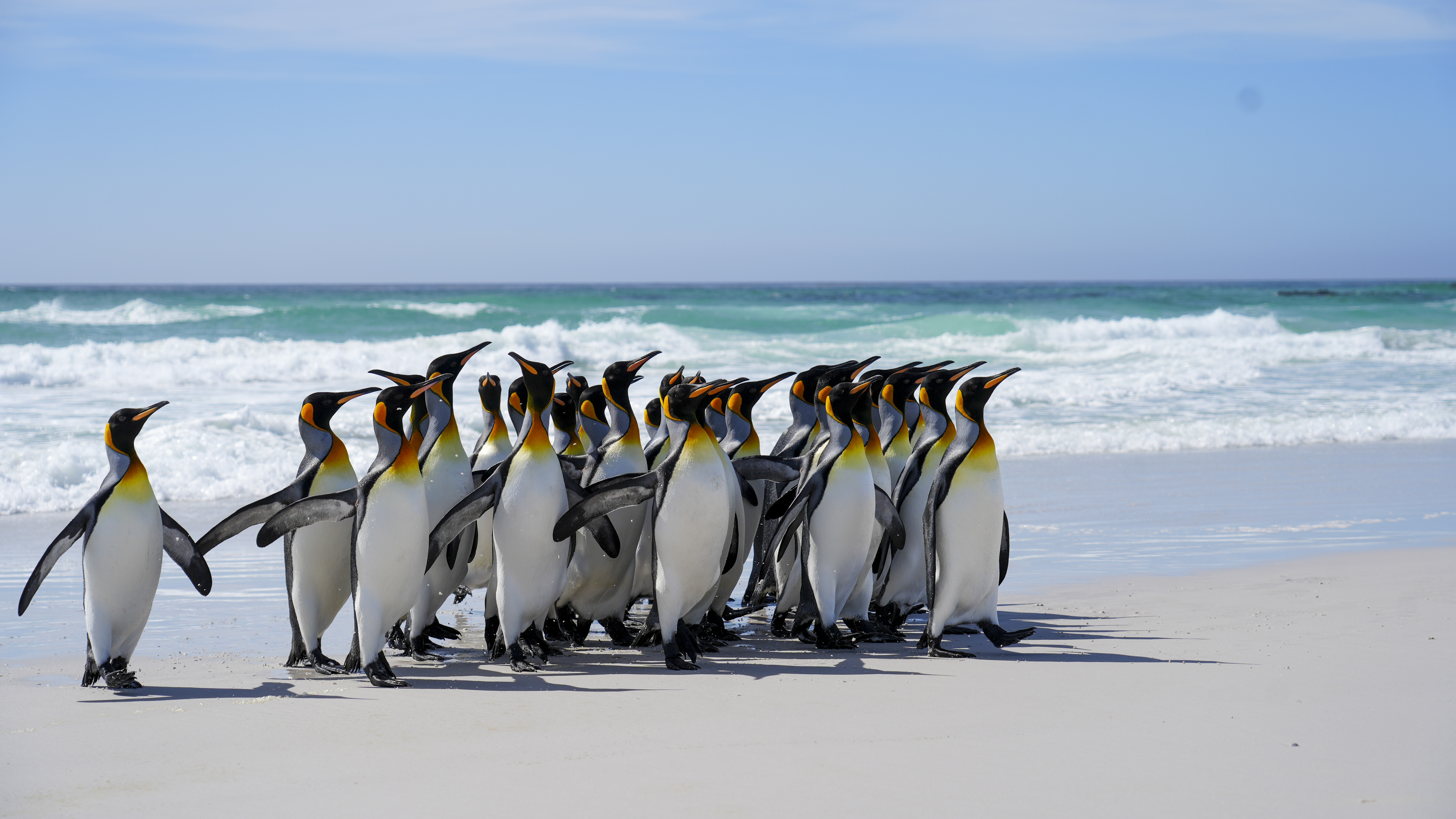 Penguins of the Falkland Islands calendar