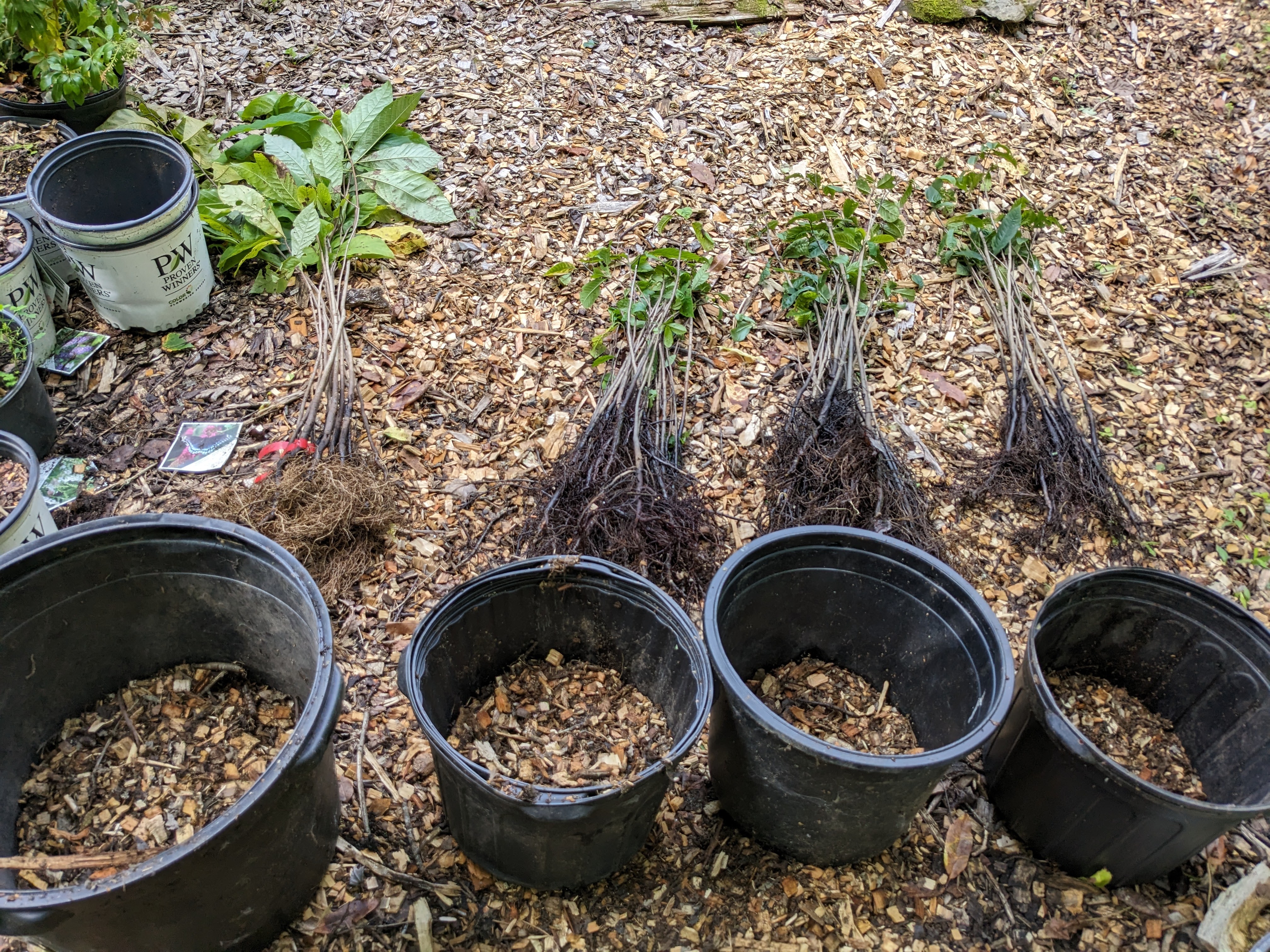 Paw Paw Seedlings- Pickup at Nursery or Local Farmers Market