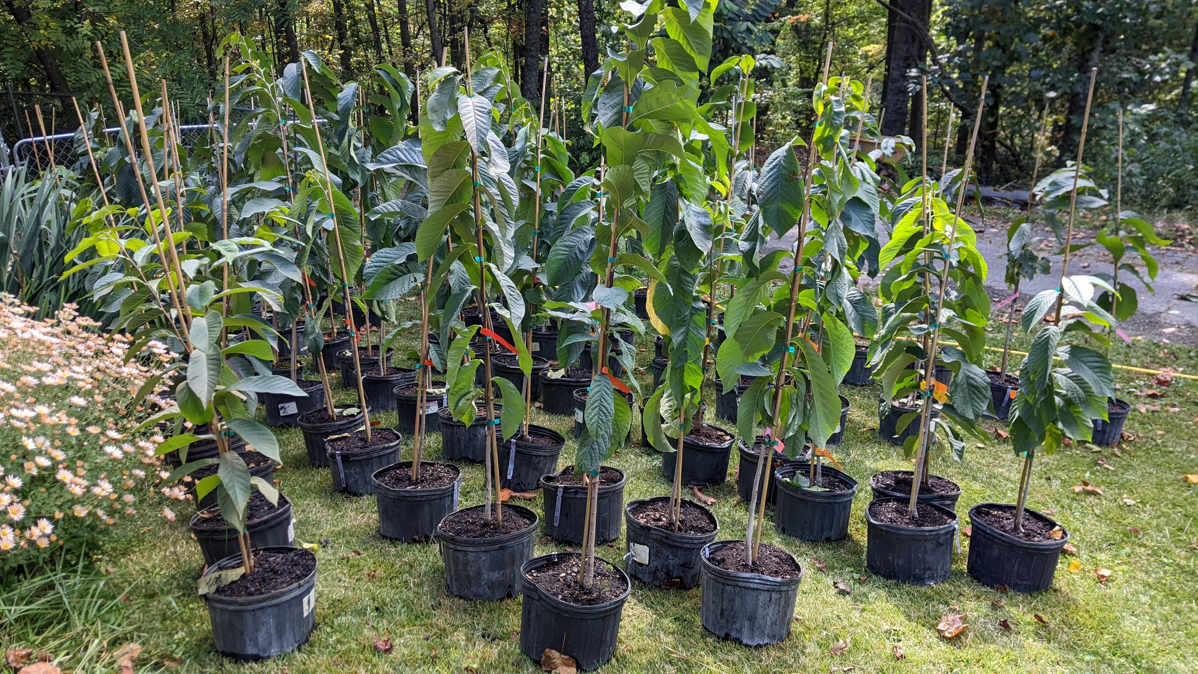 Grafted Paw Paw Plants- Pickup at Nursery or Local Farmers Market
