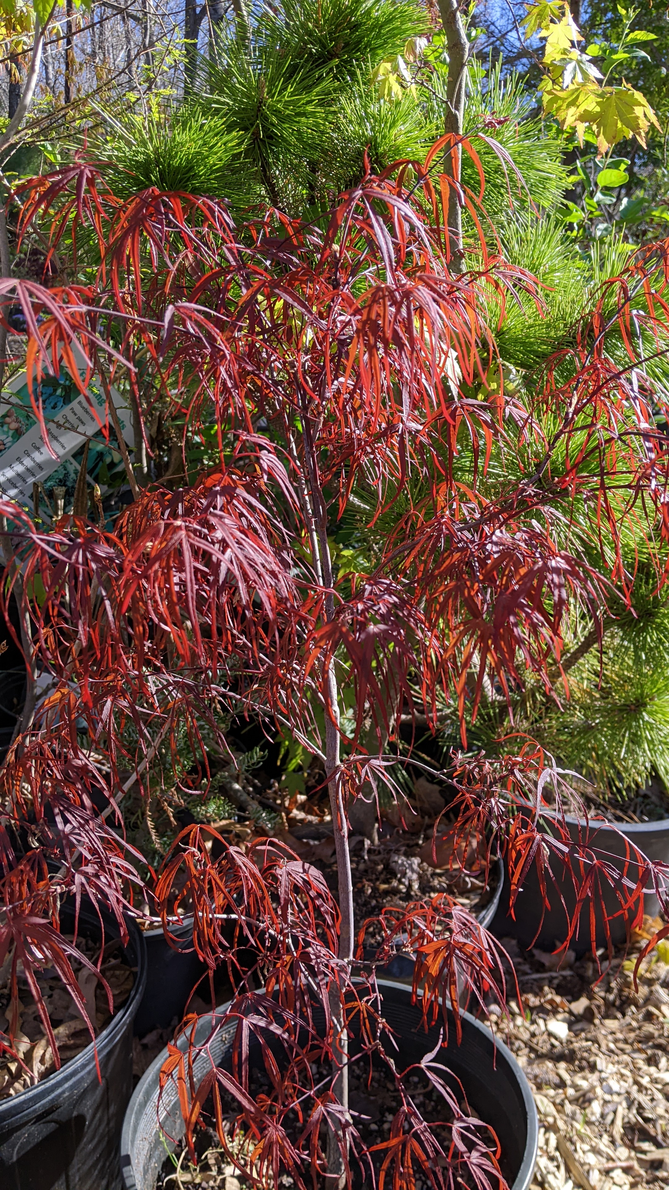 Japanese Maple Tree Pre Bonsai -Pick up at Nursery or at Local Farmers Market