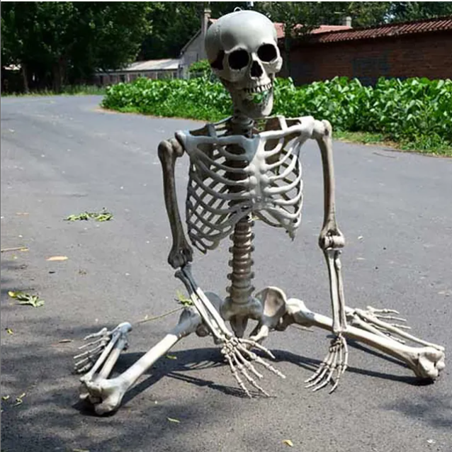 Life-size Human Skeleton Model