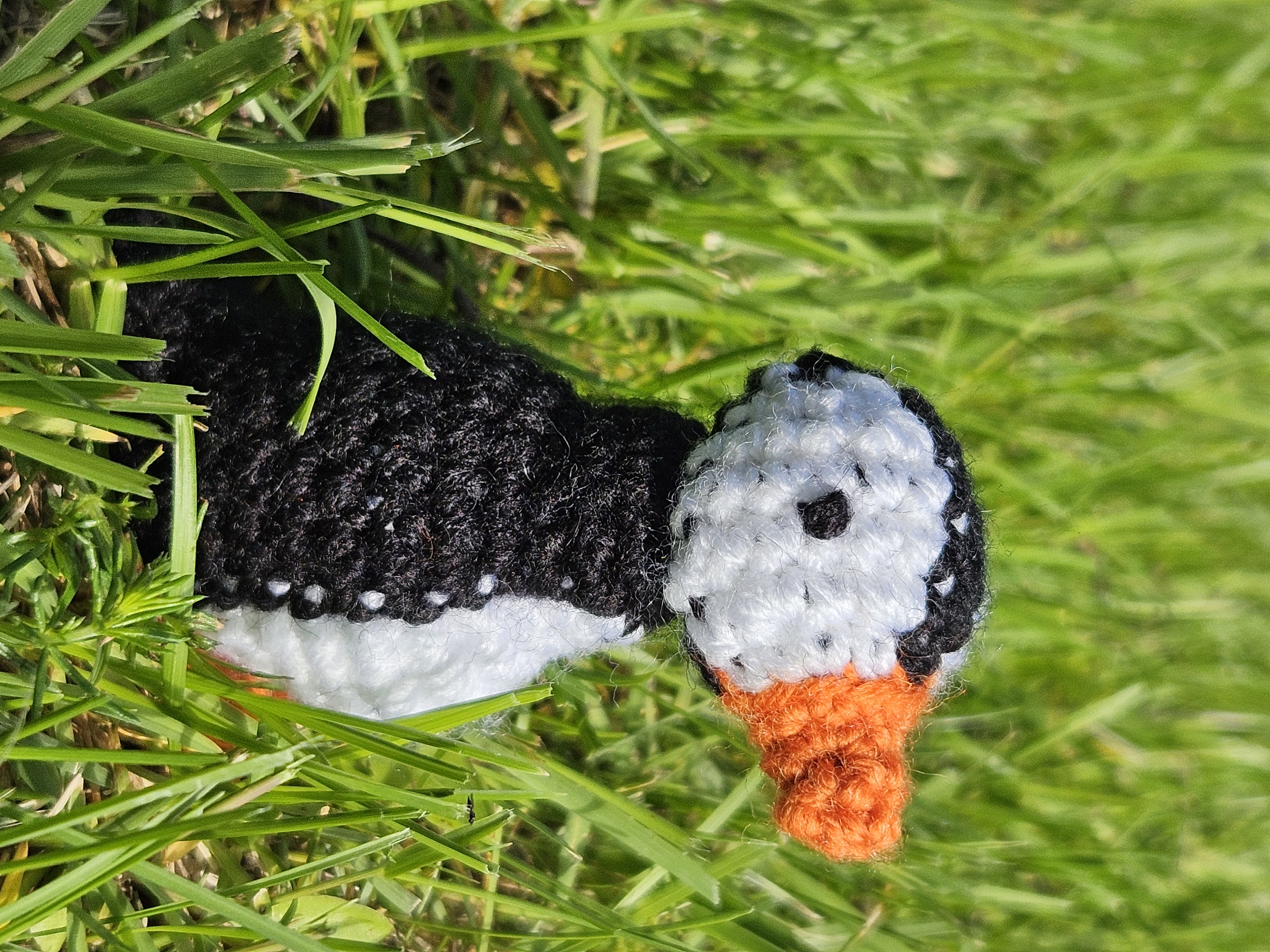 Puffin
