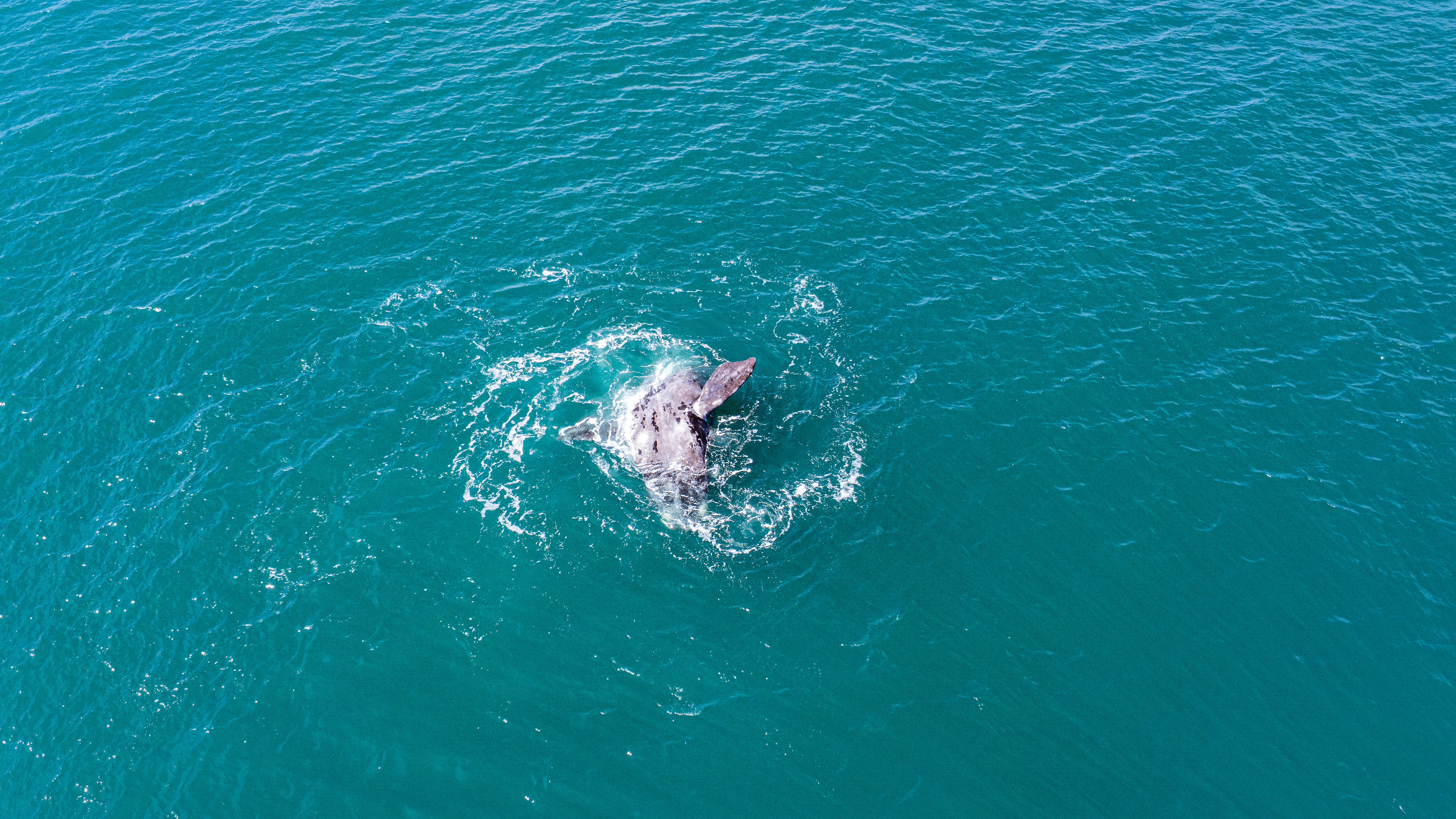 Dron (Fotos) Jeronimo B.