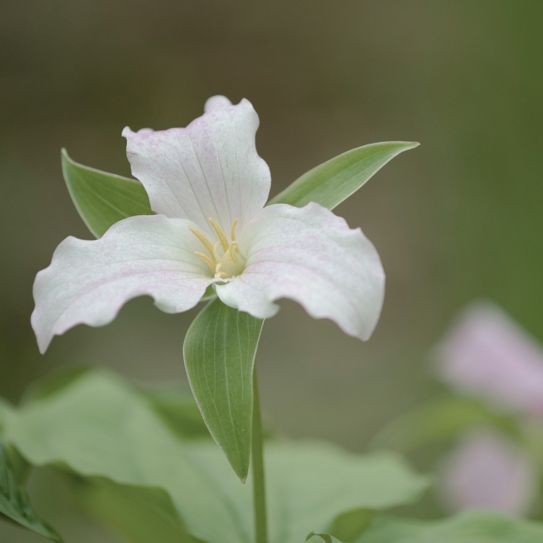 Trillium Essence