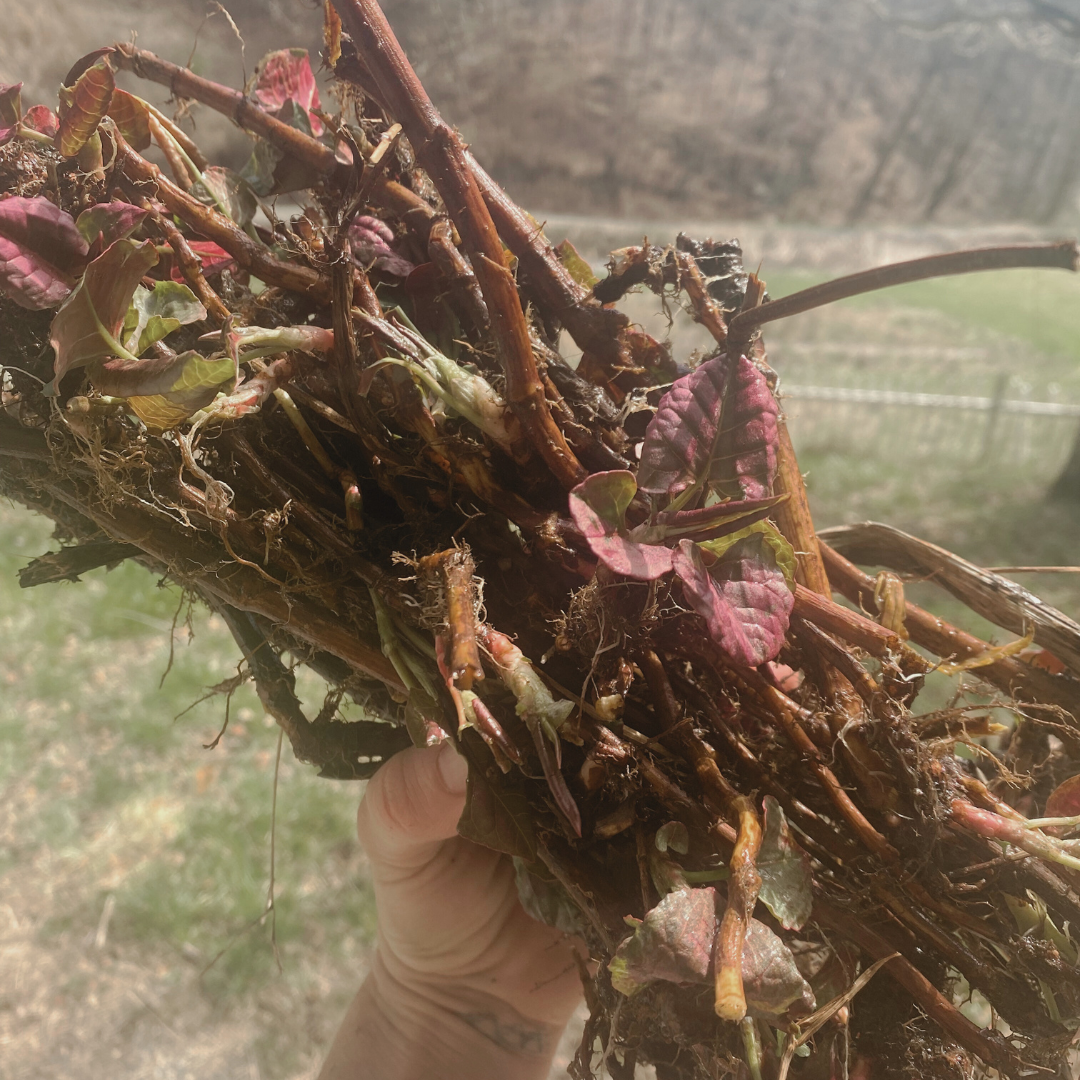 Knotweed Tincture