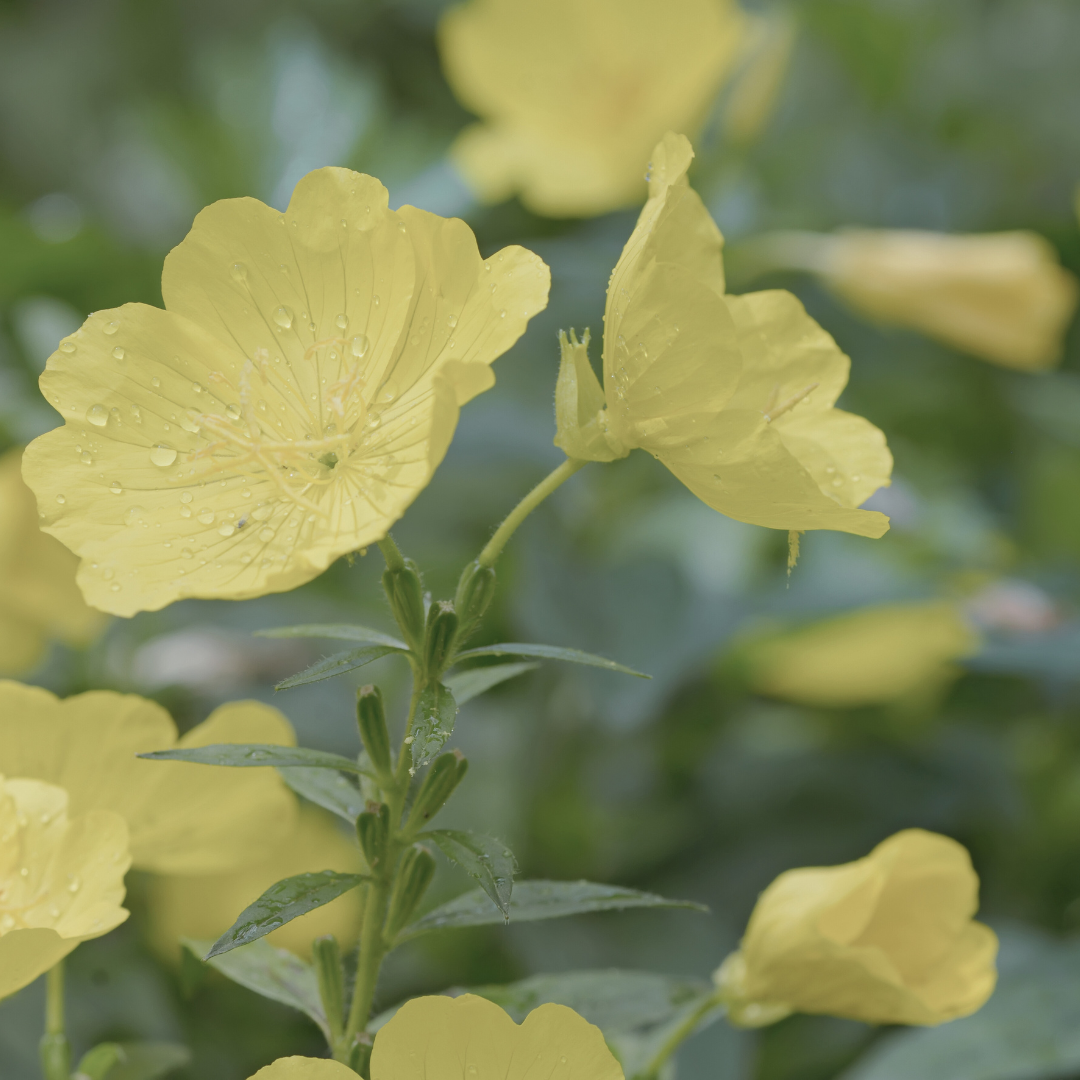Evening Primrose Tincture