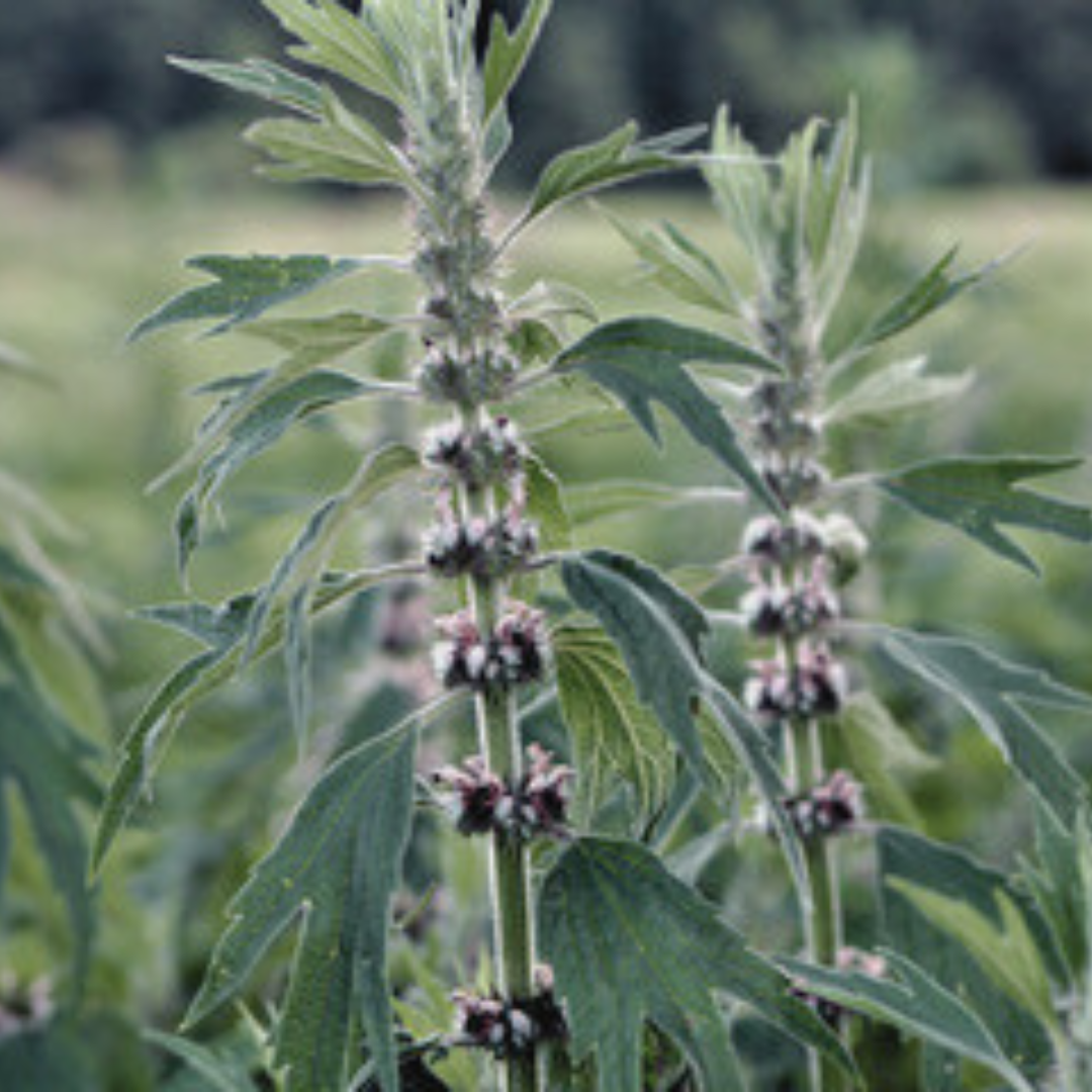 Motherwort Tincture
