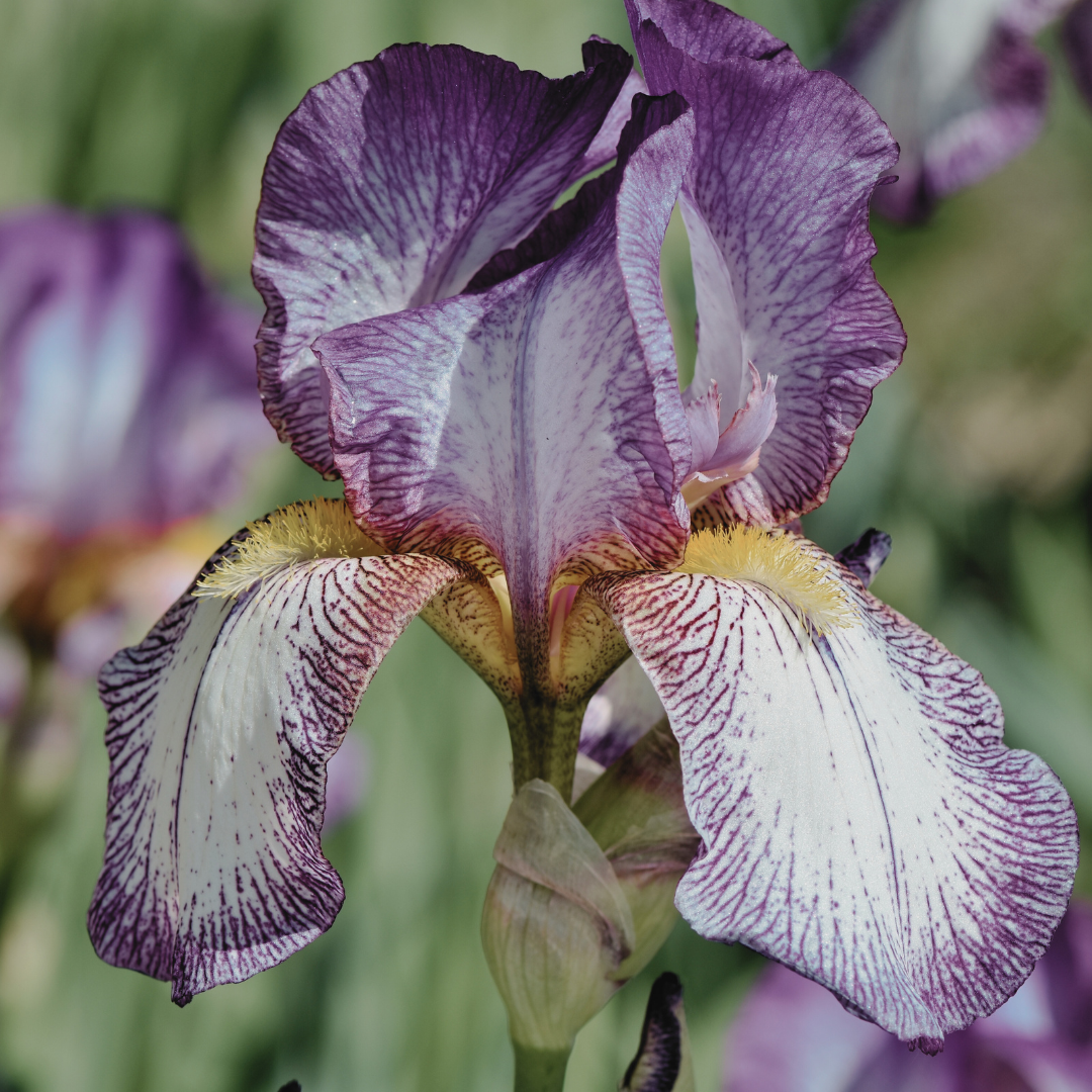 Iris & Stellar Beam Calcite Elixir