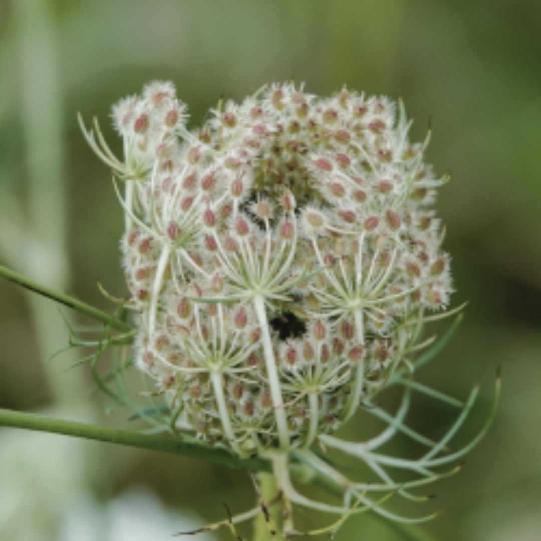 Queen Anne's Lace (Wild Carrot) Tincture