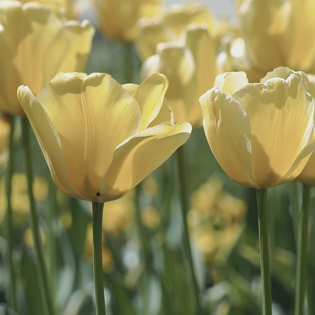 Yellow Tulip Flowers