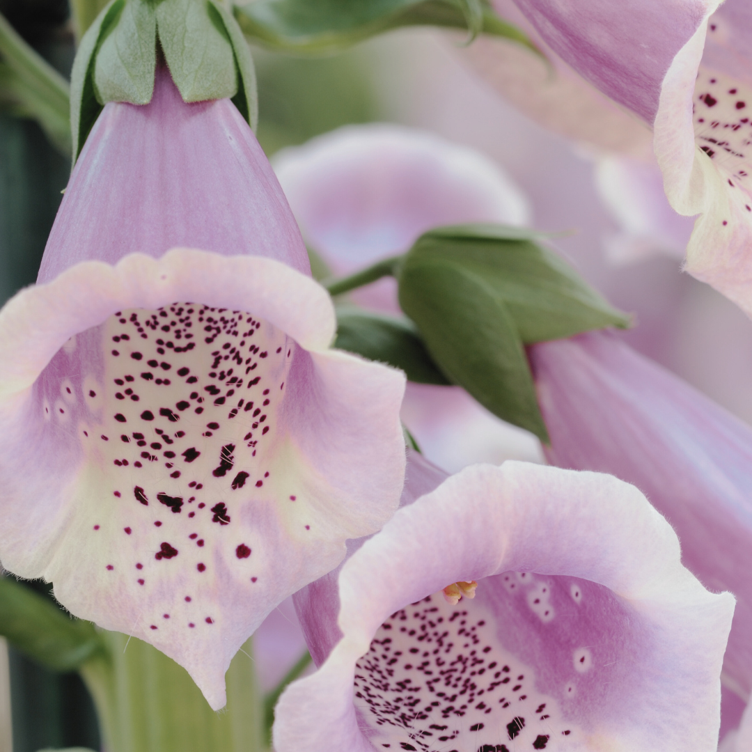 Foxglove Essence