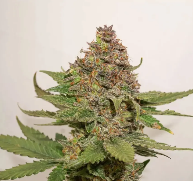 Strawberry Cough Feminized