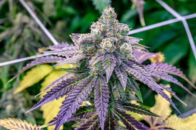 Fruity Pebbles Feminized